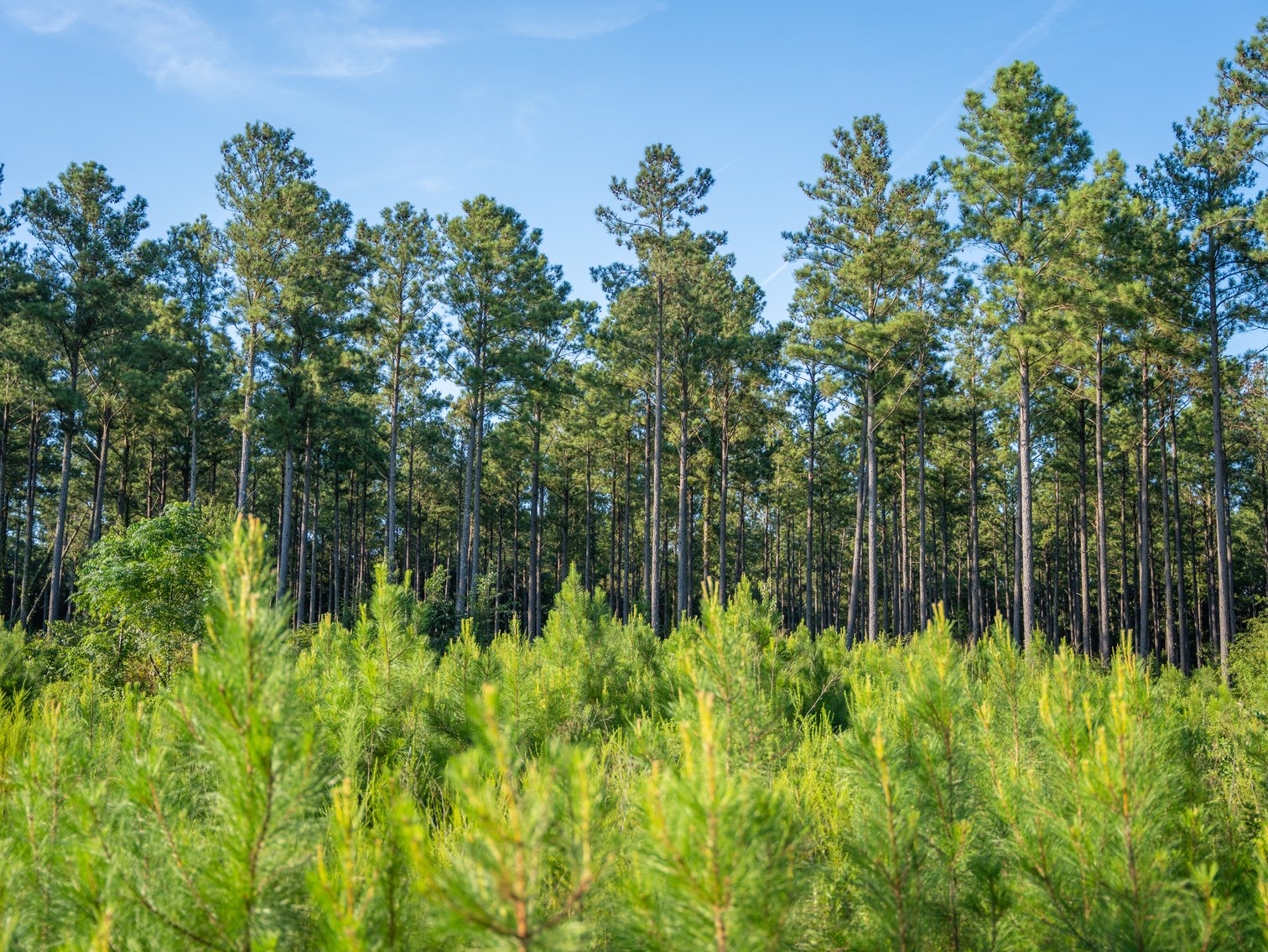 Image for 600+/- Acres - Bedenbaugh Place - Sumter County, GA