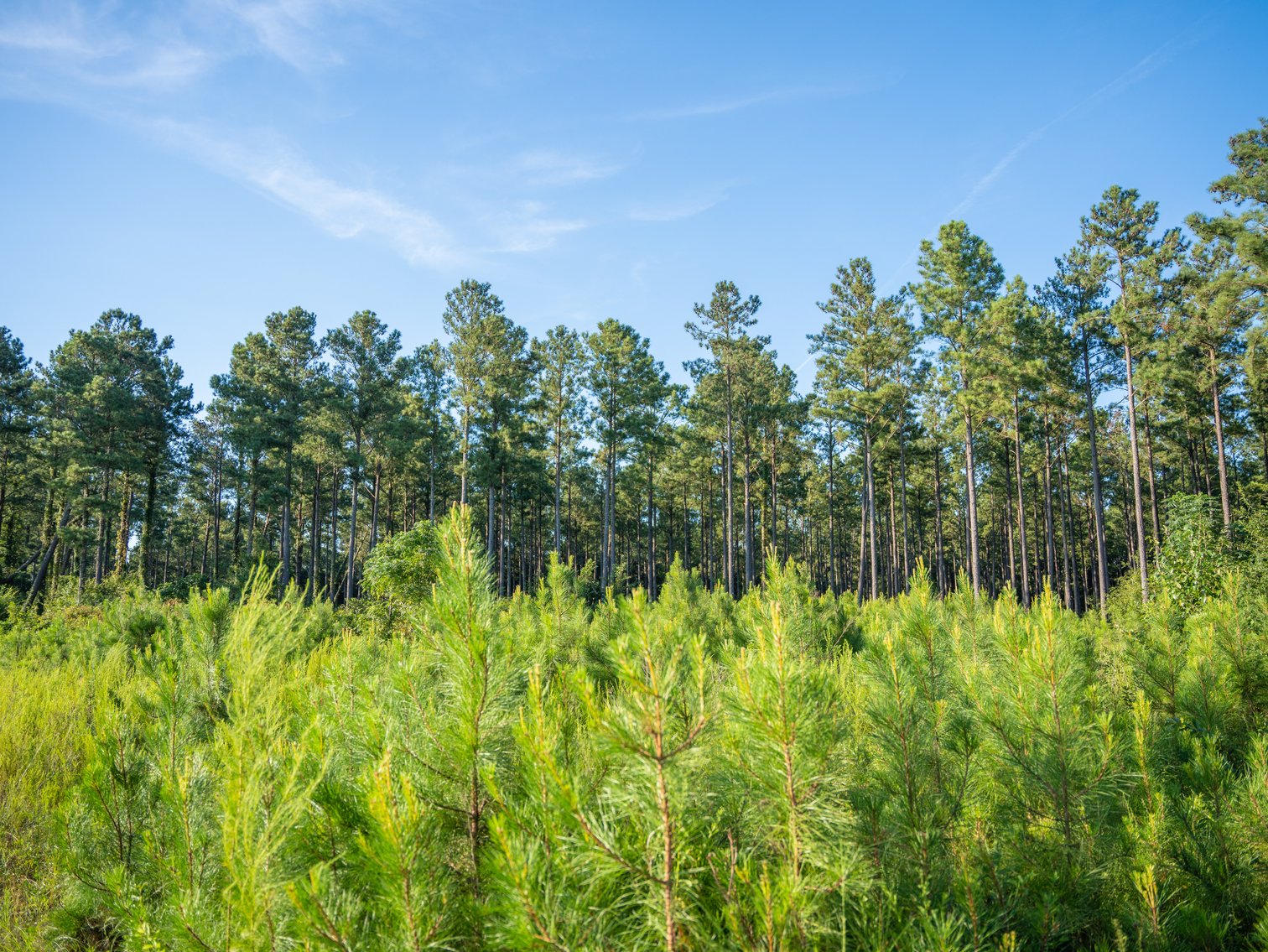 Image for 600+/- Acres - Bedenbaugh Place - Sumter County, GA