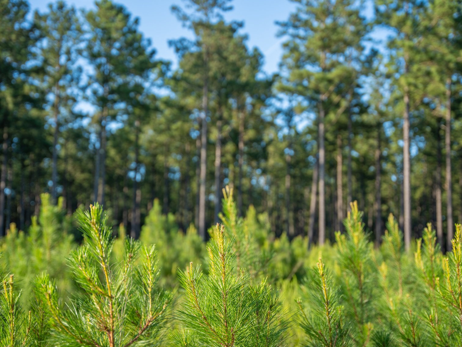 Image for 600+/- Acres - Bedenbaugh Place - Sumter County, GA