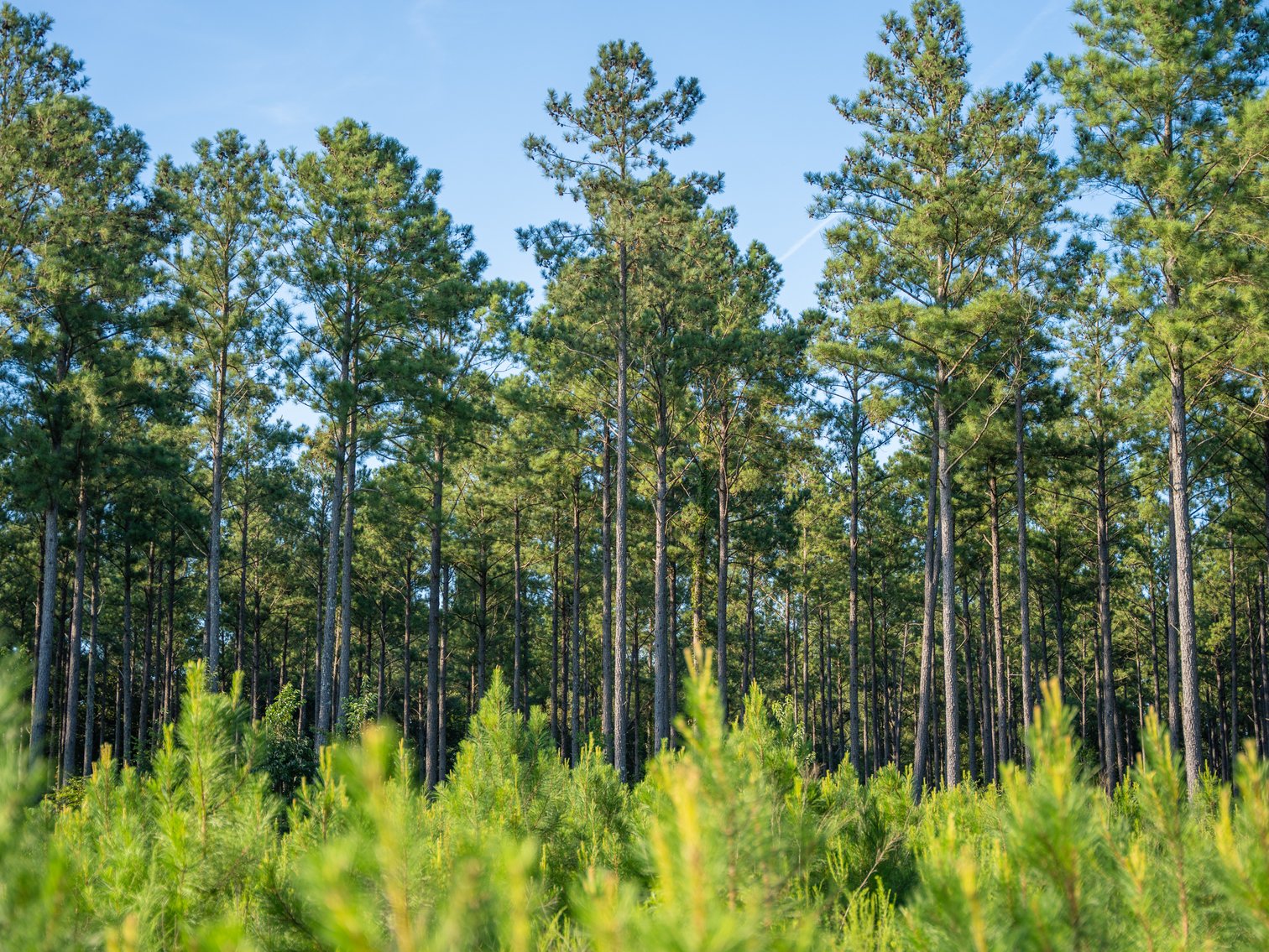 Image for 600+/- Acres - Bedenbaugh Place - Sumter County, GA