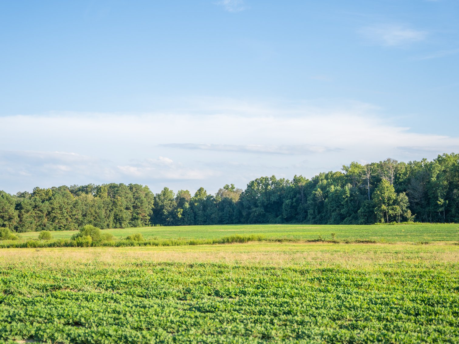 Image for 600+/- Acres - Bedenbaugh Place - Sumter County, GA