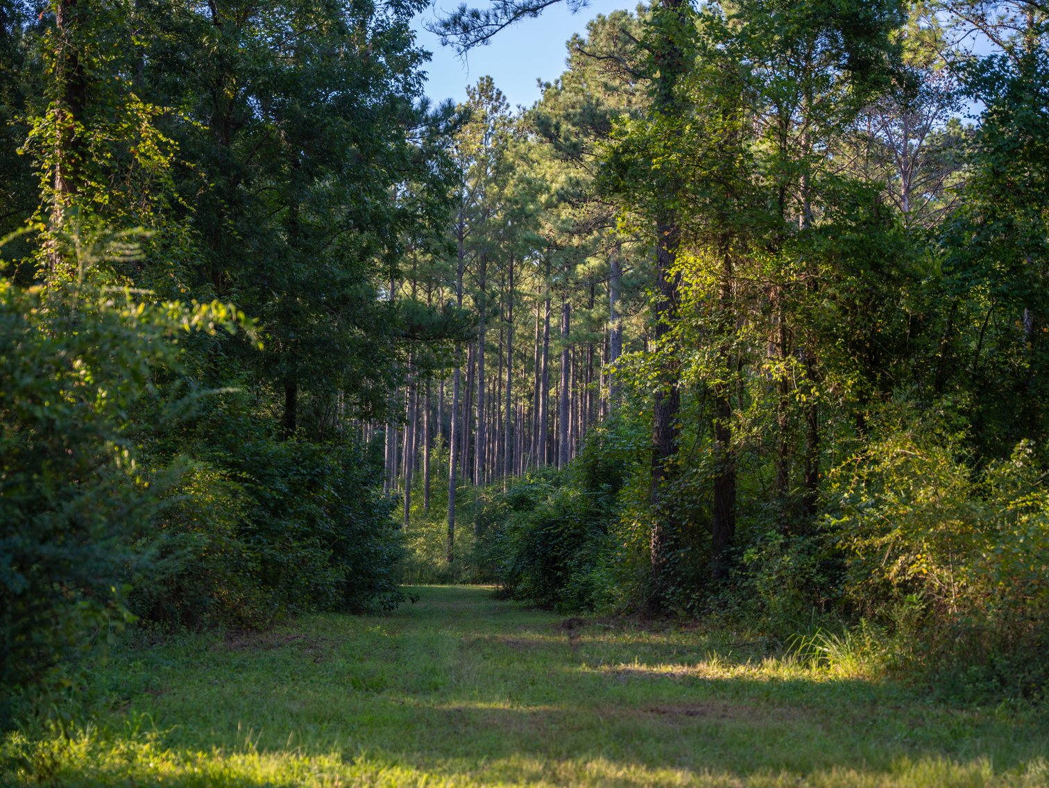Image for 600+/- Acres - Bedenbaugh Place - Sumter County, GA