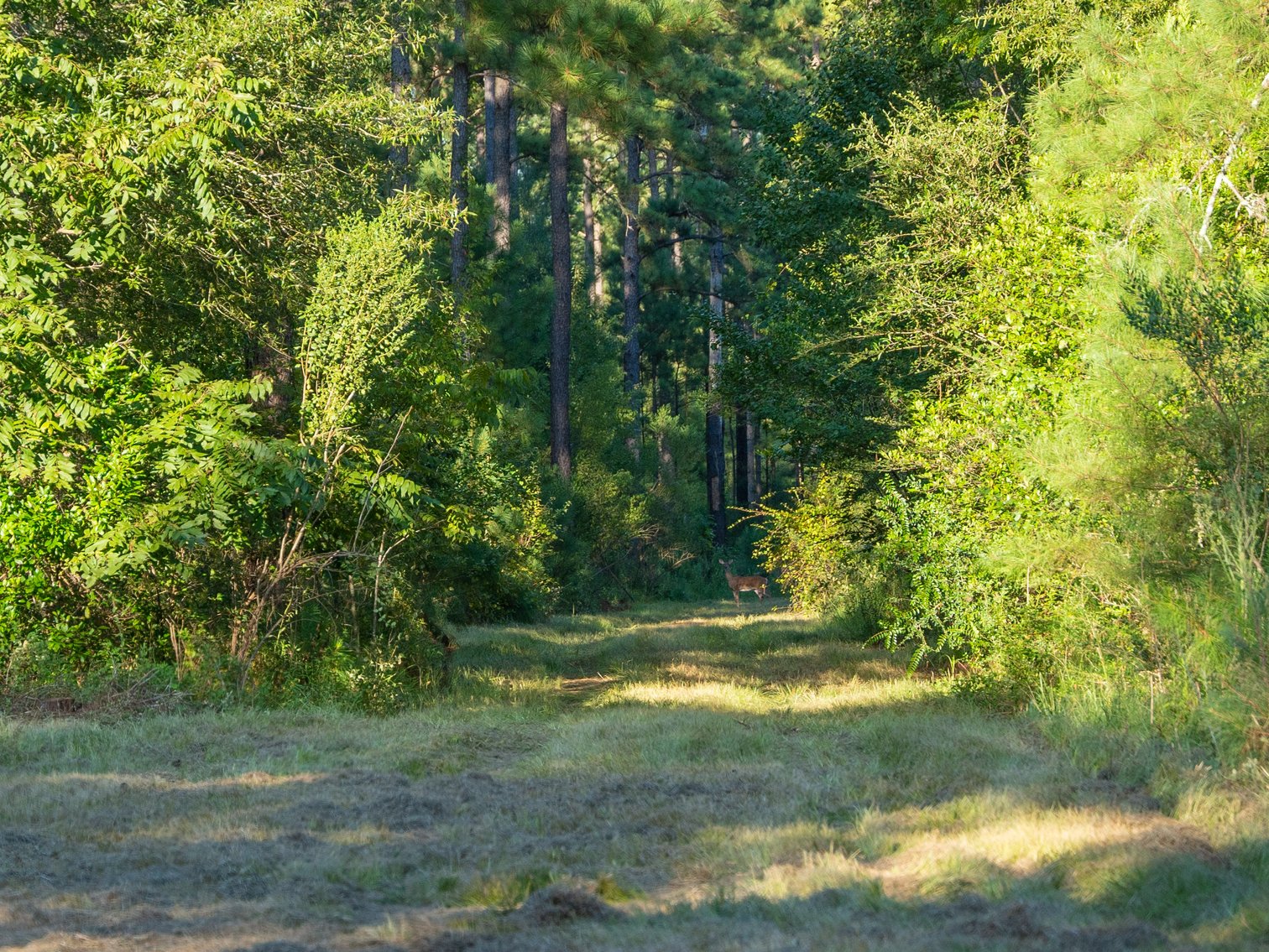 Image for 600+/- Acres - Bedenbaugh Place - Sumter County, GA