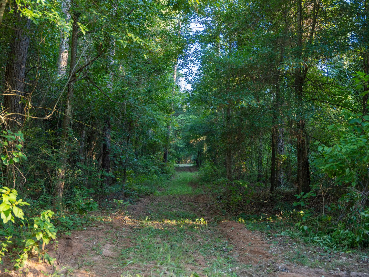 Image for 600+/- Acres - Bedenbaugh Place - Sumter County, GA