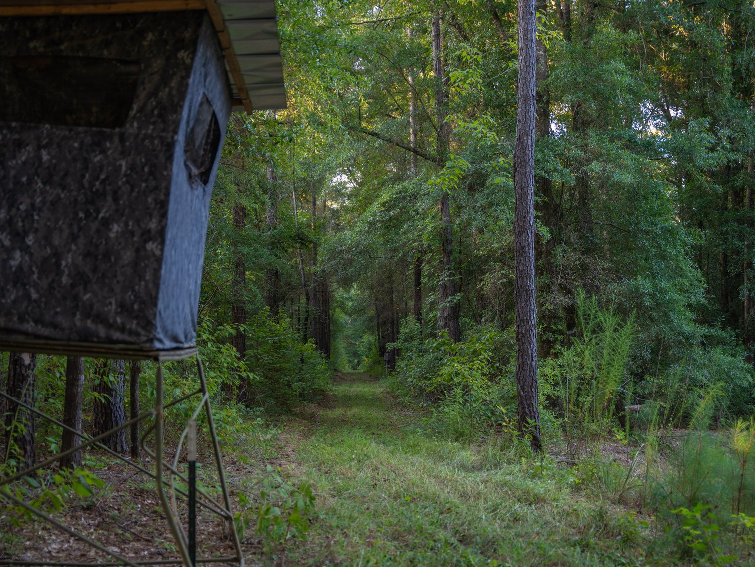 Image for 600+/- Acres - Bedenbaugh Place - Sumter County, GA