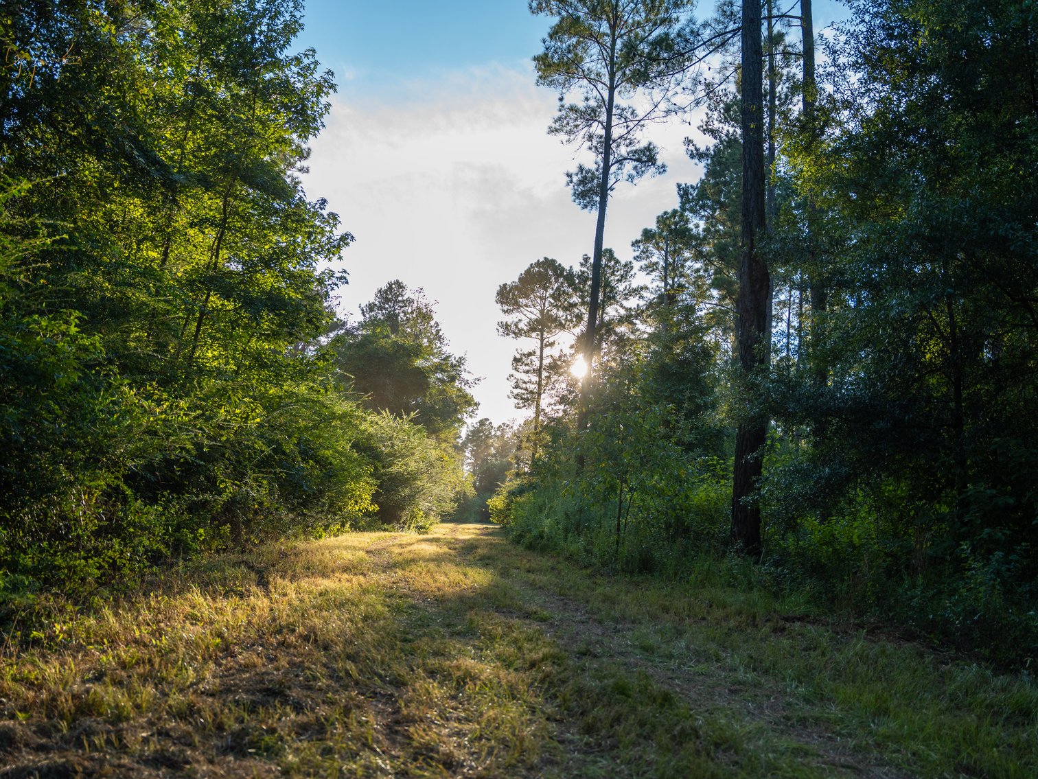 Image for 600+/- Acres - Bedenbaugh Place - Sumter County, GA