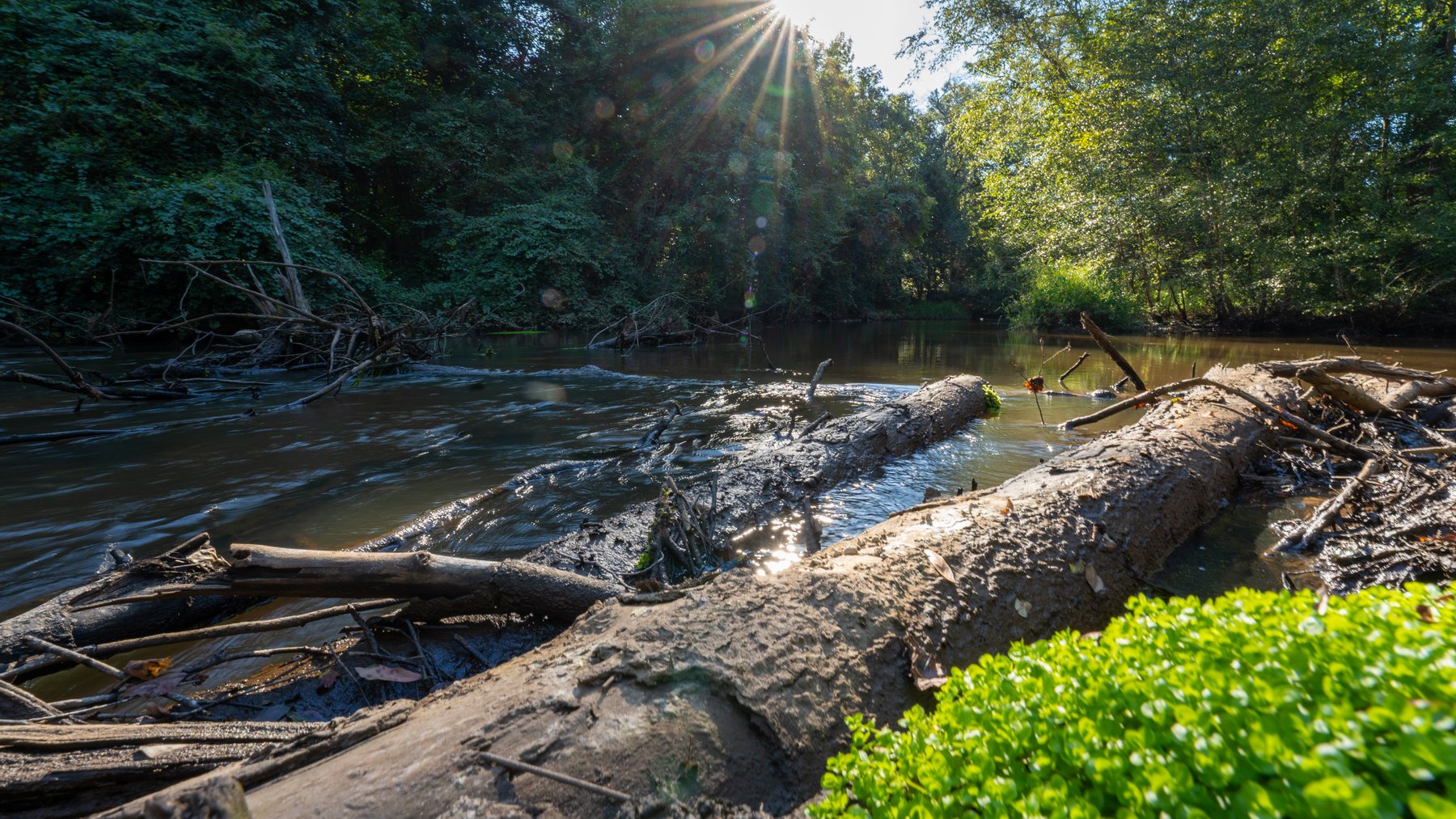 Image for 600+/- Acres - Bedenbaugh Place - Sumter County, GA
