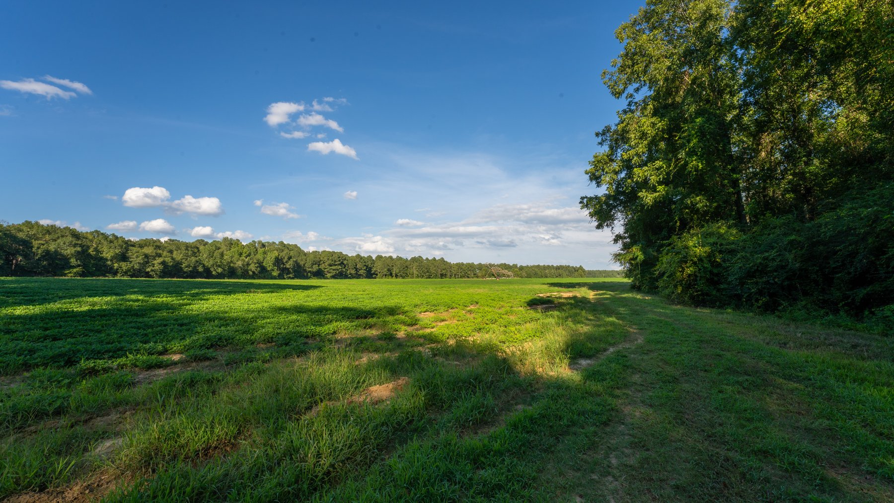 Image for 600+/- Acres - Bedenbaugh Place - Sumter County, GA