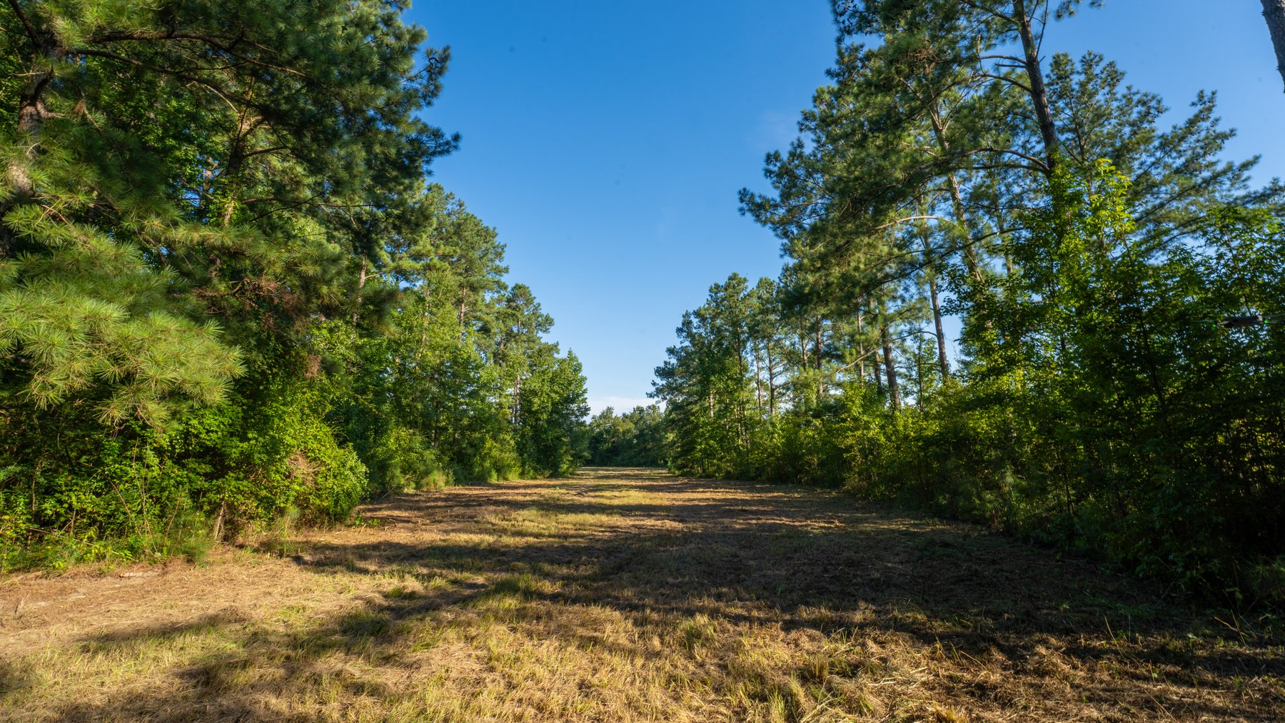 Image for 600+/- Acres - Bedenbaugh Place - Sumter County, GA