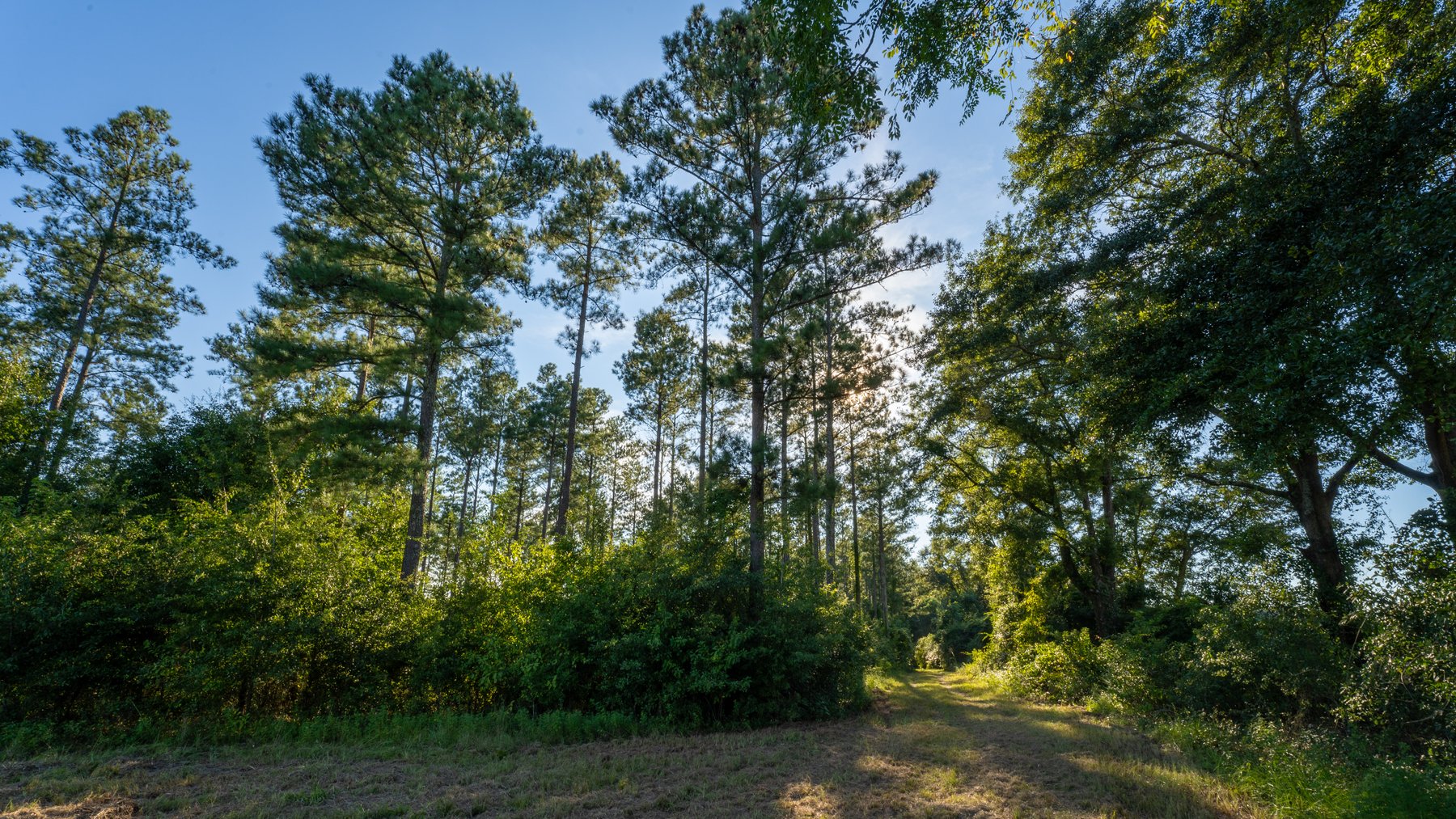 Image for 600+/- Acres - Bedenbaugh Place - Sumter County, GA