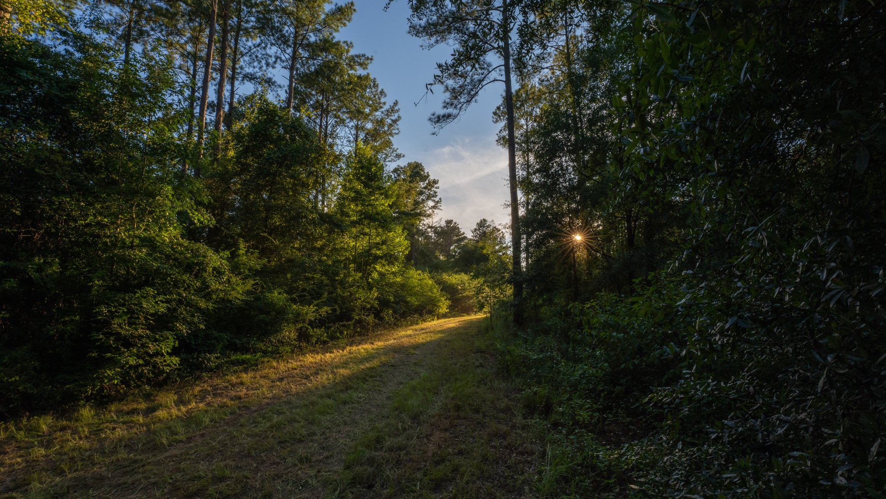 Image for 600+/- Acres - Bedenbaugh Place - Sumter County, GA