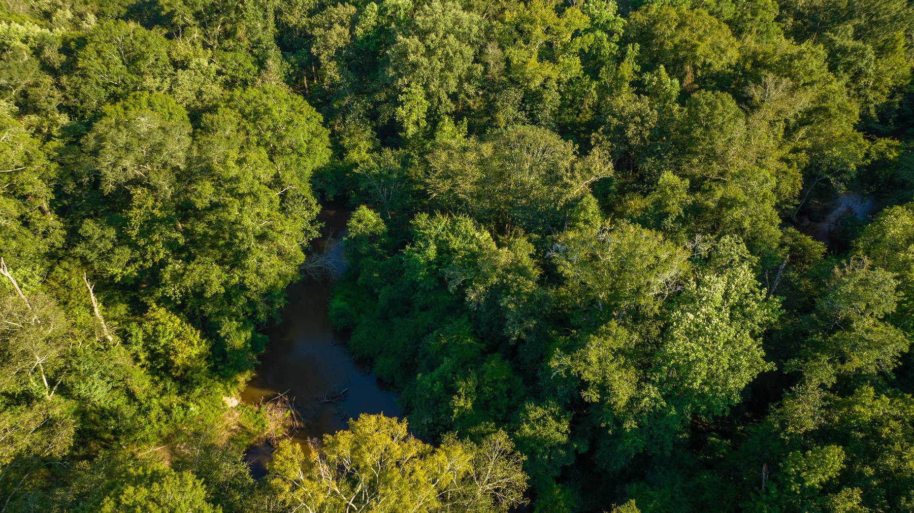 Image for 600+/- Acres - Bedenbaugh Place - Sumter County, GA