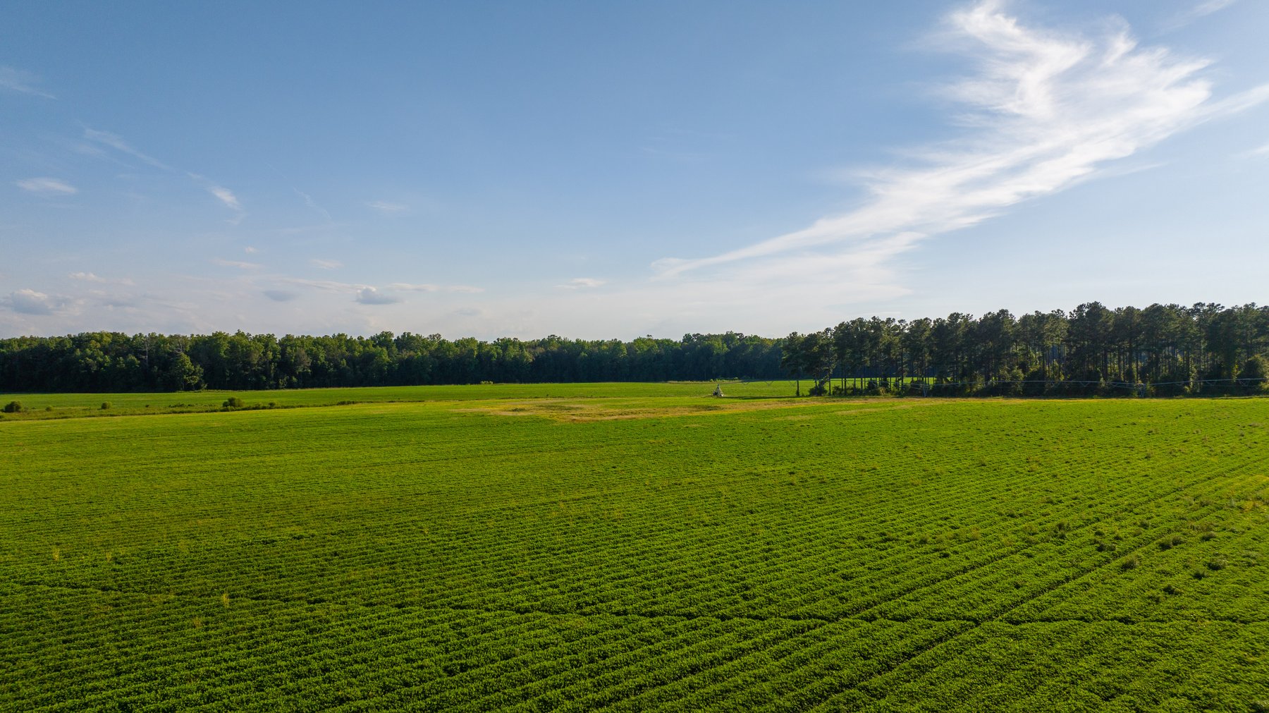 Image for 600+/- Acres - Bedenbaugh Place - Sumter County, GA