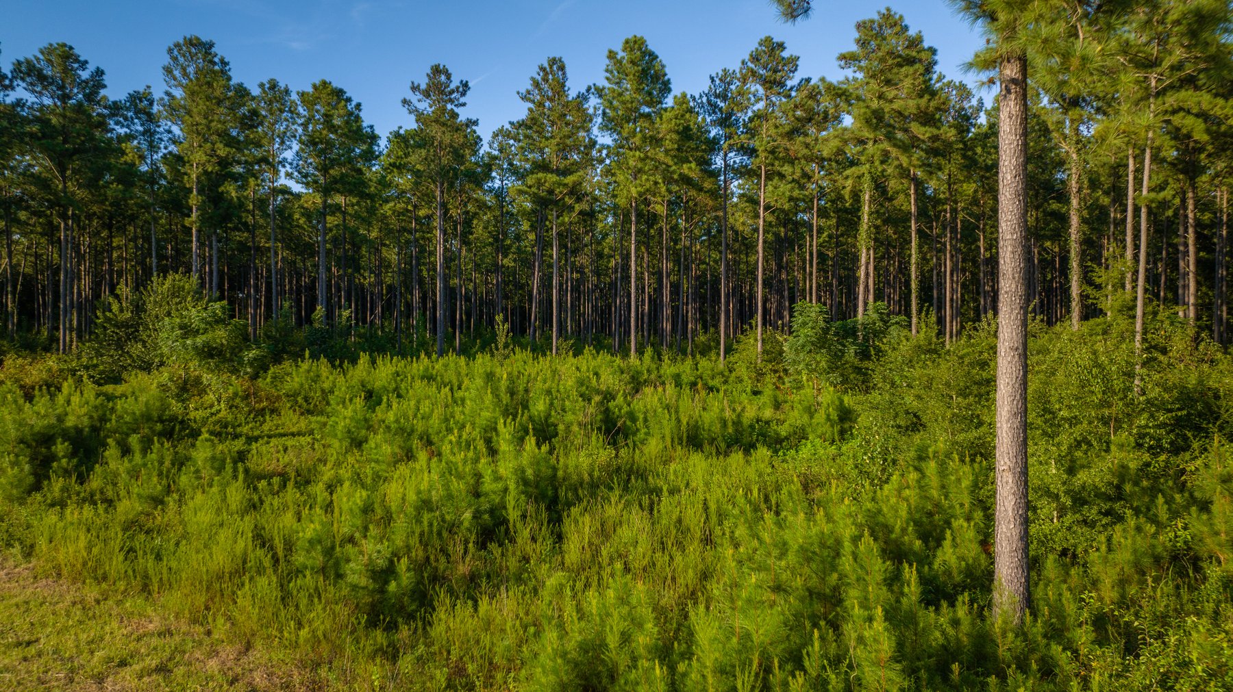 Image for 600+/- Acres - Bedenbaugh Place - Sumter County, GA