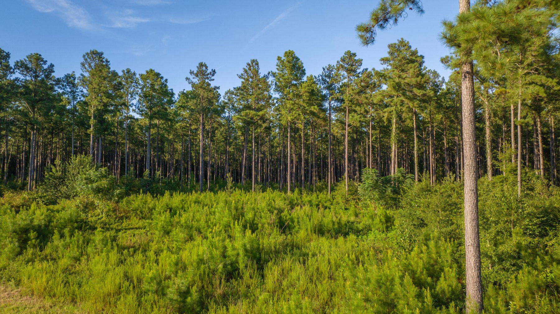 Image for 600+/- Acres - Bedenbaugh Place - Sumter County, GA