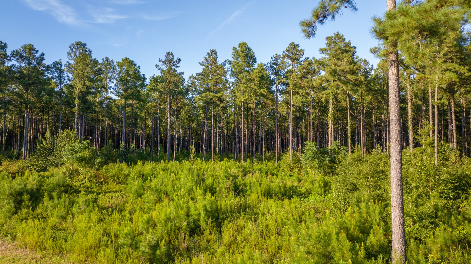 Image for 600+/- Acres - Bedenbaugh Place - Sumter County, GA