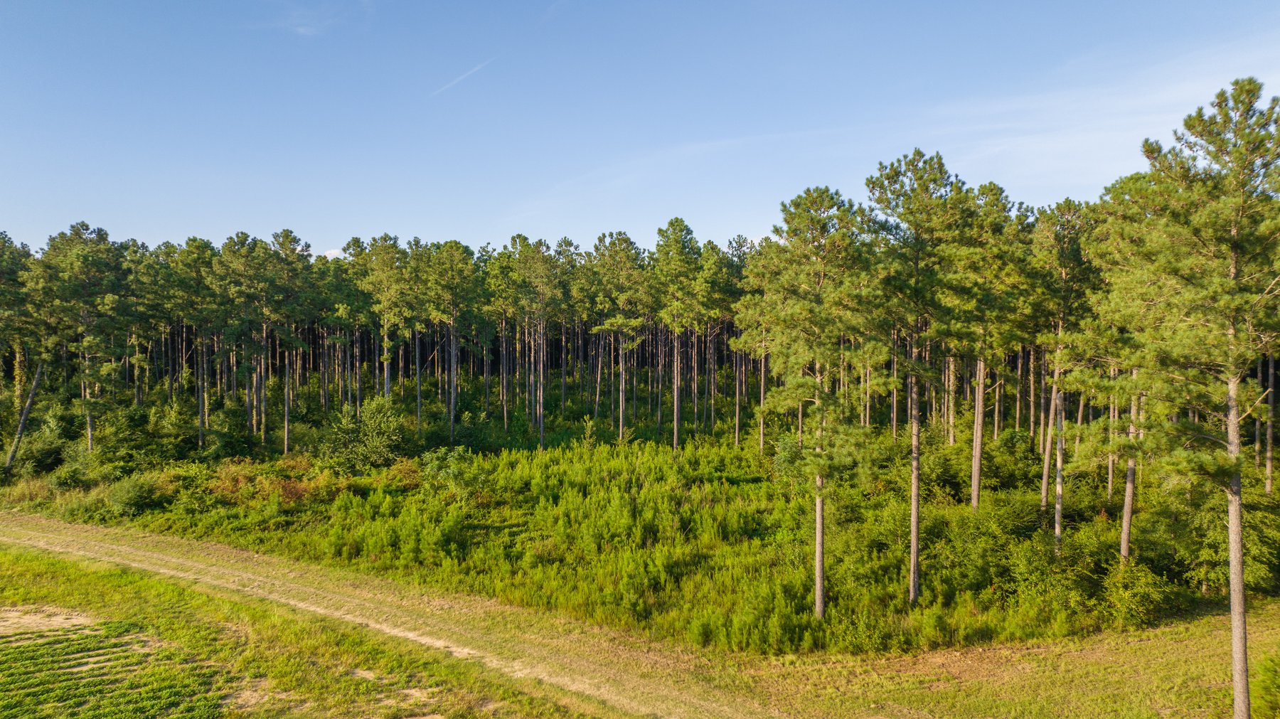 Image for 600+/- Acres - Bedenbaugh Place - Sumter County, GA