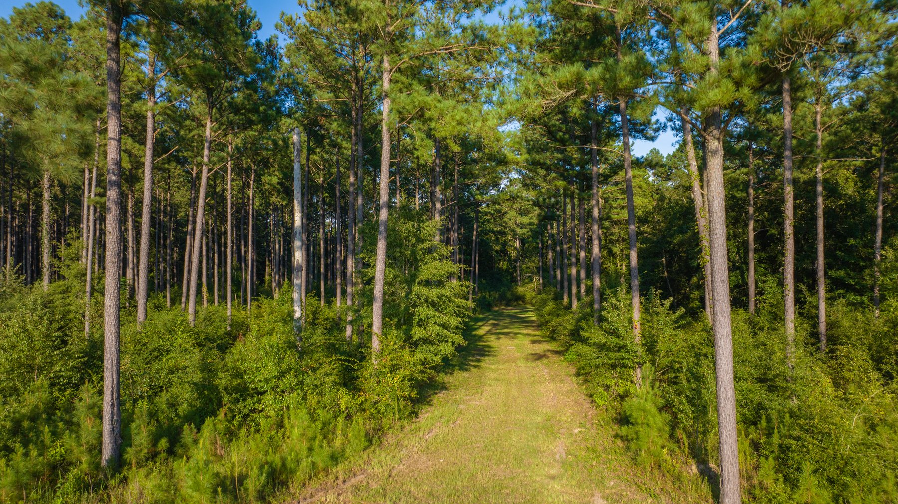 Image for 600+/- Acres - Bedenbaugh Place - Sumter County, GA