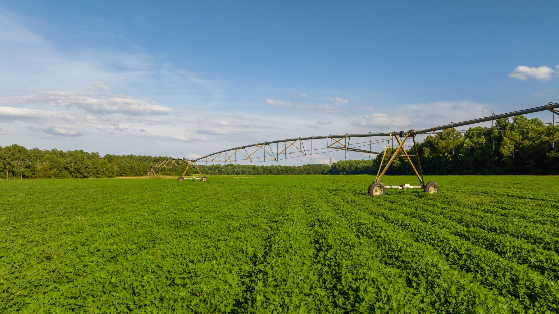 Image for 600+/- Acres - Bedenbaugh Place - Sumter County, GA