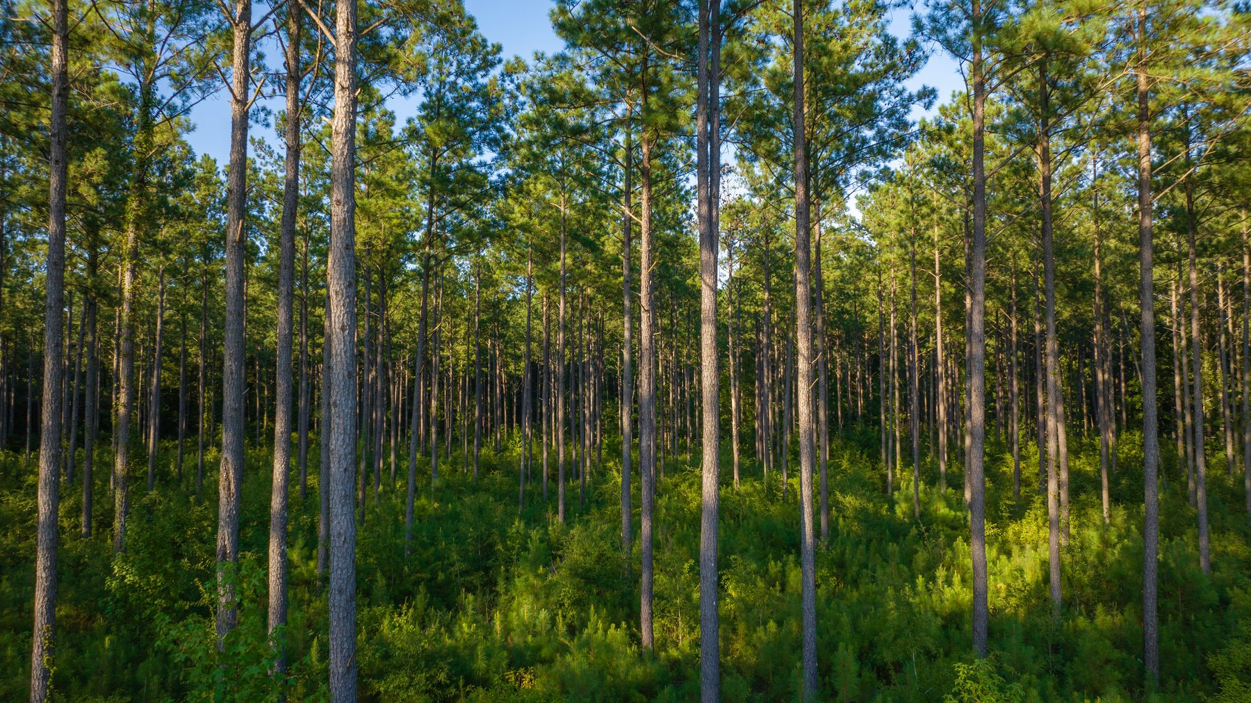 Image for 600+/- Acres - Bedenbaugh Place - Sumter County, GA