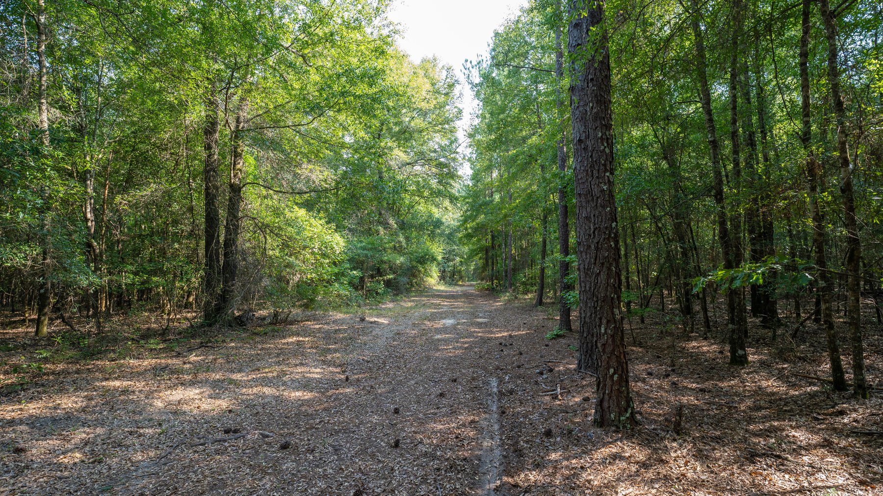 Image for 276+/- Acres - Buck Creek Place - Macon County, GA