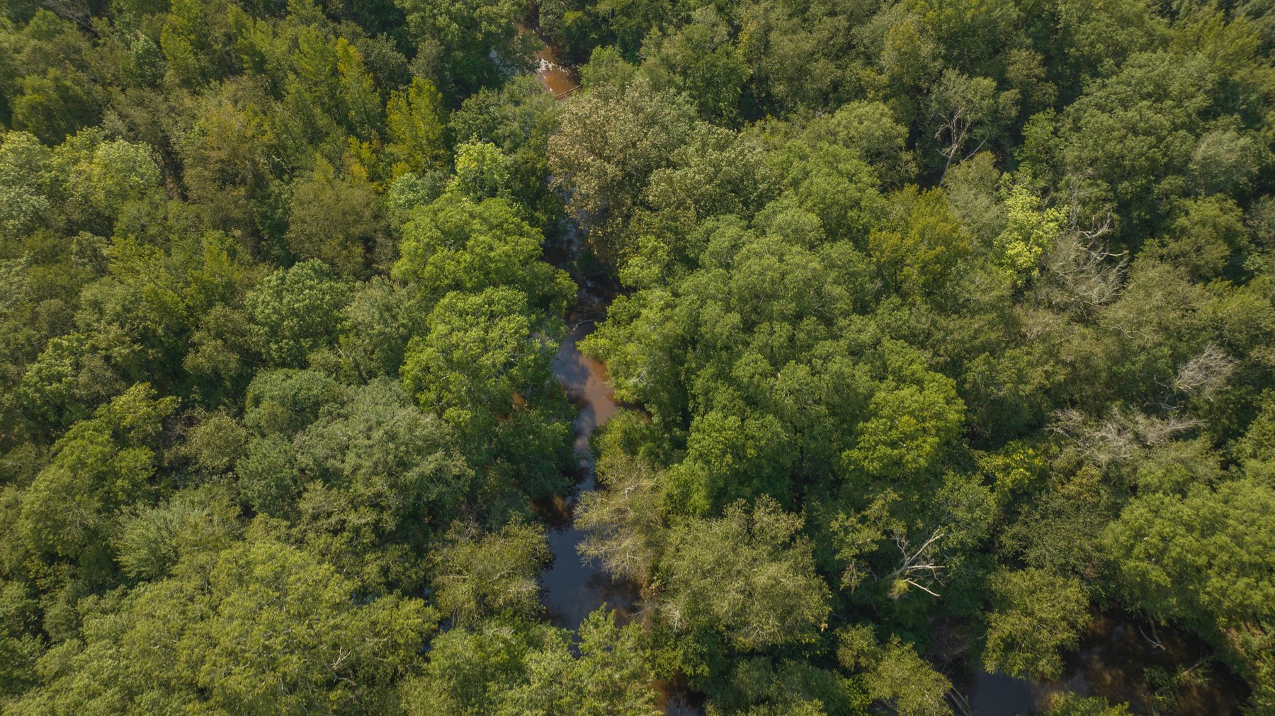 Image for 276+/- Acres - Buck Creek Place - Macon County, GA