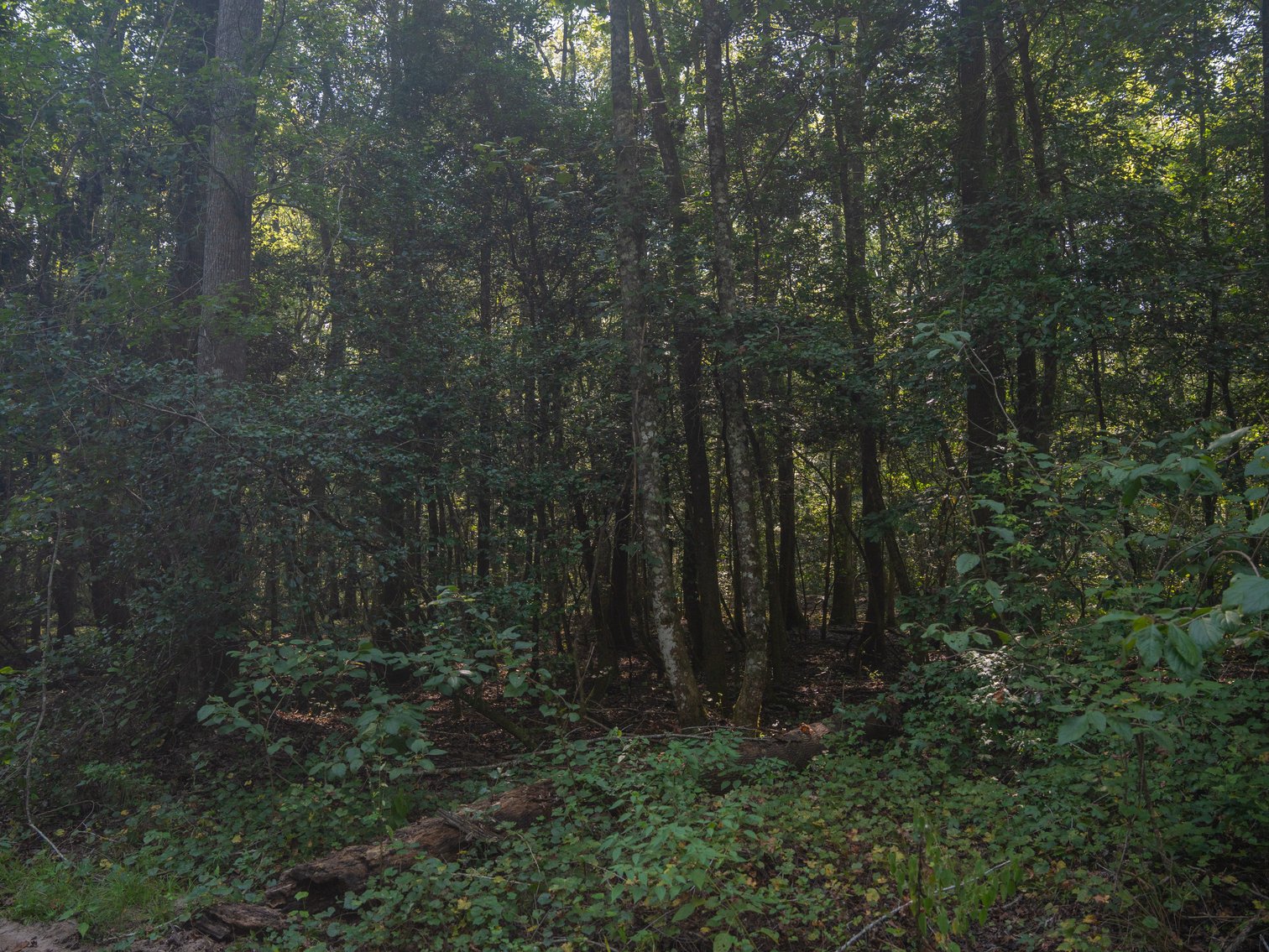 Image for 276+/- Acres - Buck Creek Place - Macon County, GA