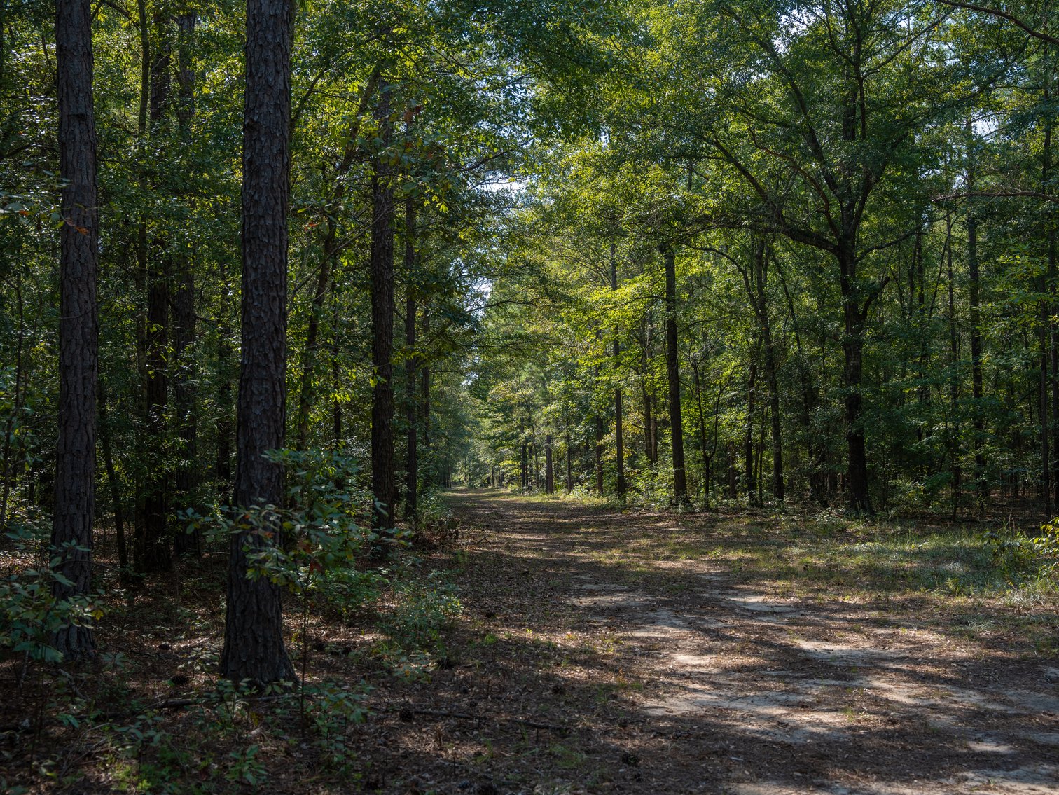 Image for 276+/- Acres - Buck Creek Place - Macon County, GA