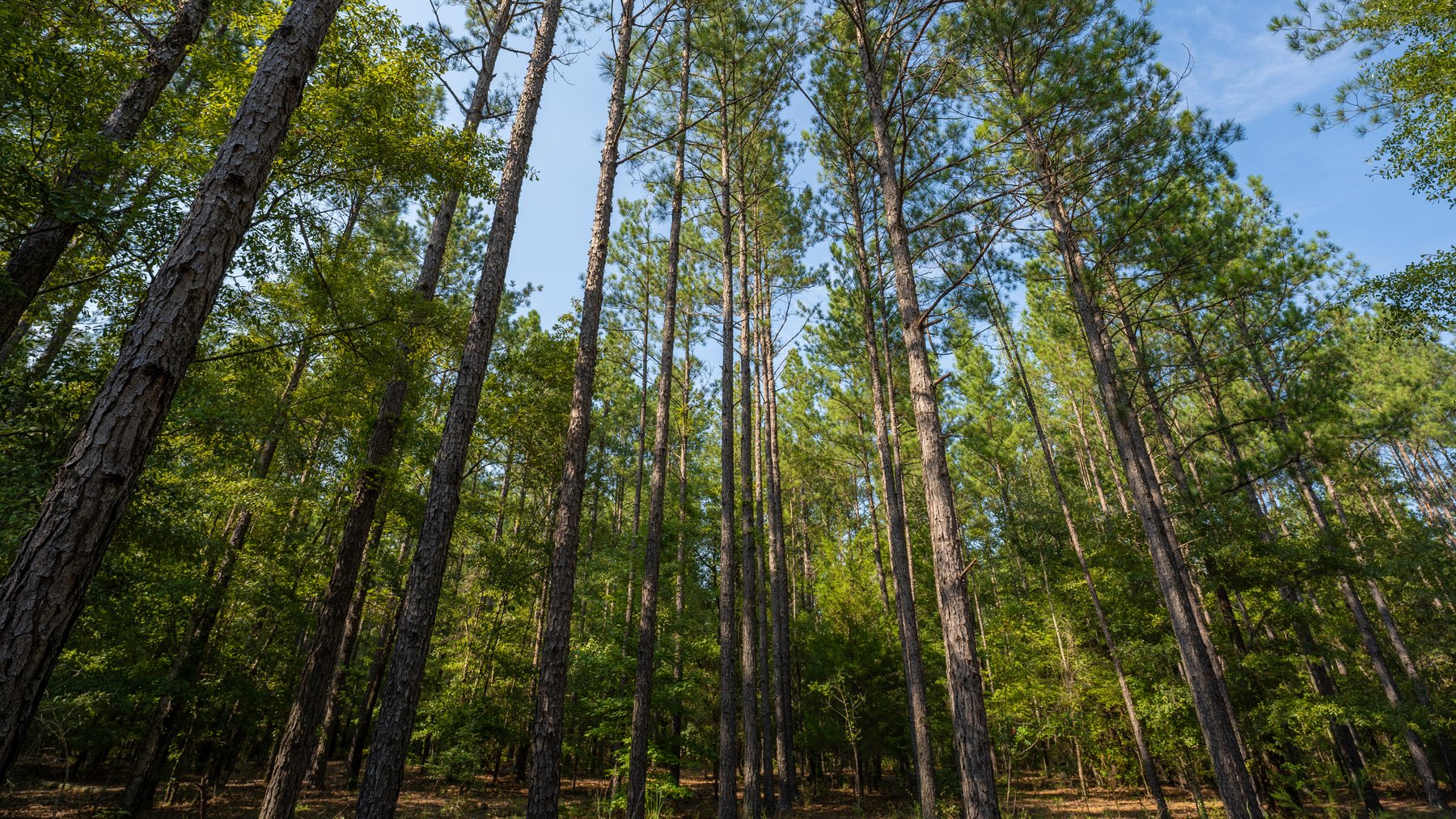 Image for 276+/- Acres - Buck Creek Place - Macon County, GA