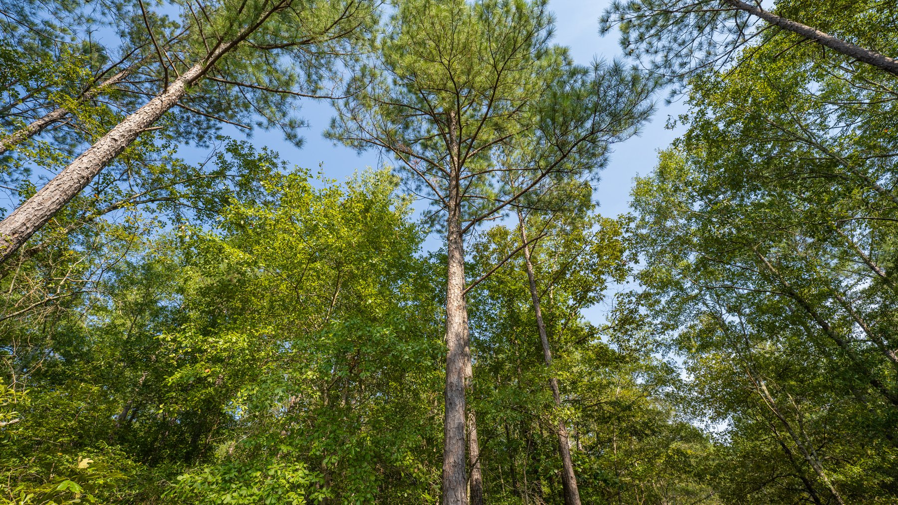 Image for 276+/- Acres - Buck Creek Place - Macon County, GA