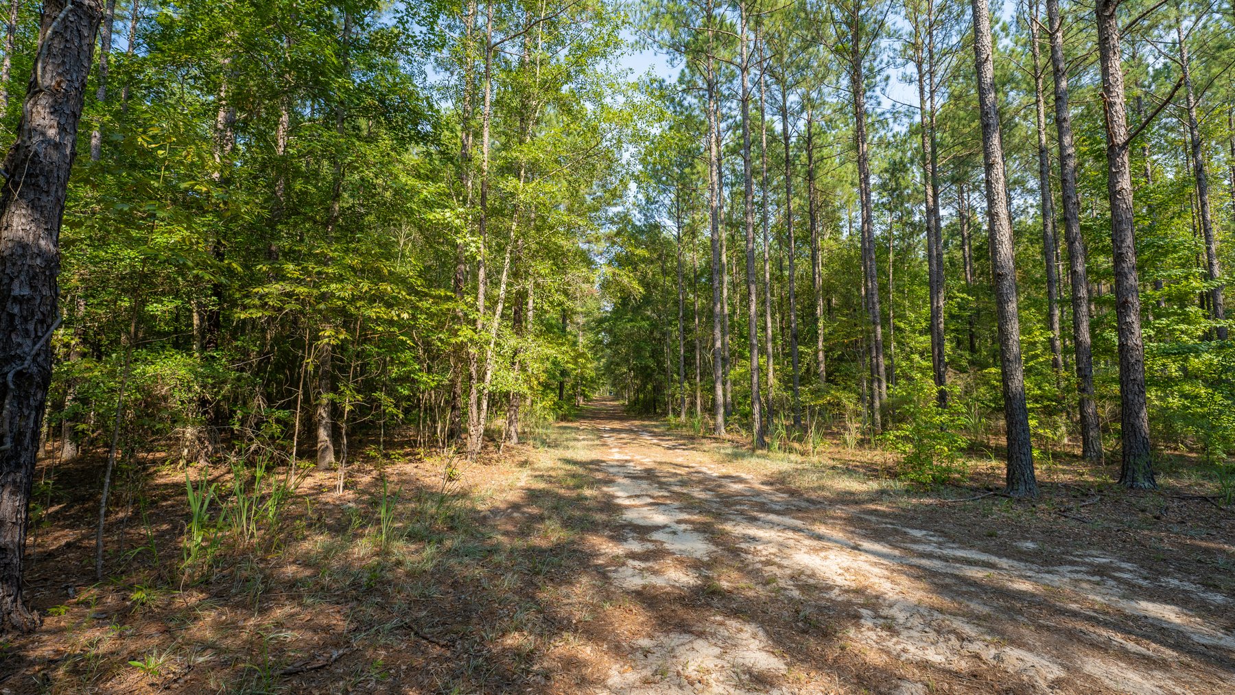 Image for 276+/- Acres - Buck Creek Place - Macon County, GA