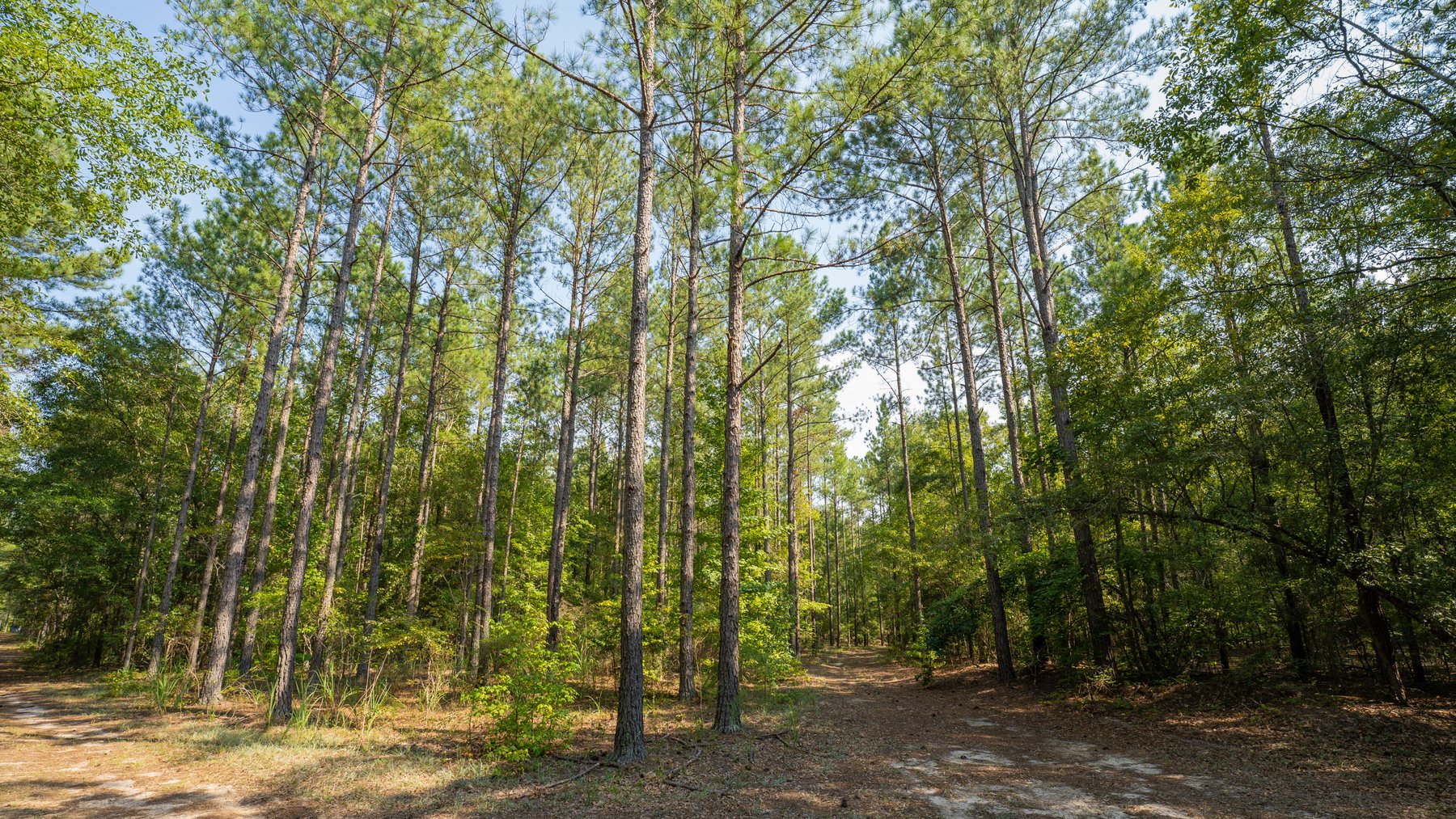 Image for 276+/- Acres - Buck Creek Place - Macon County, GA