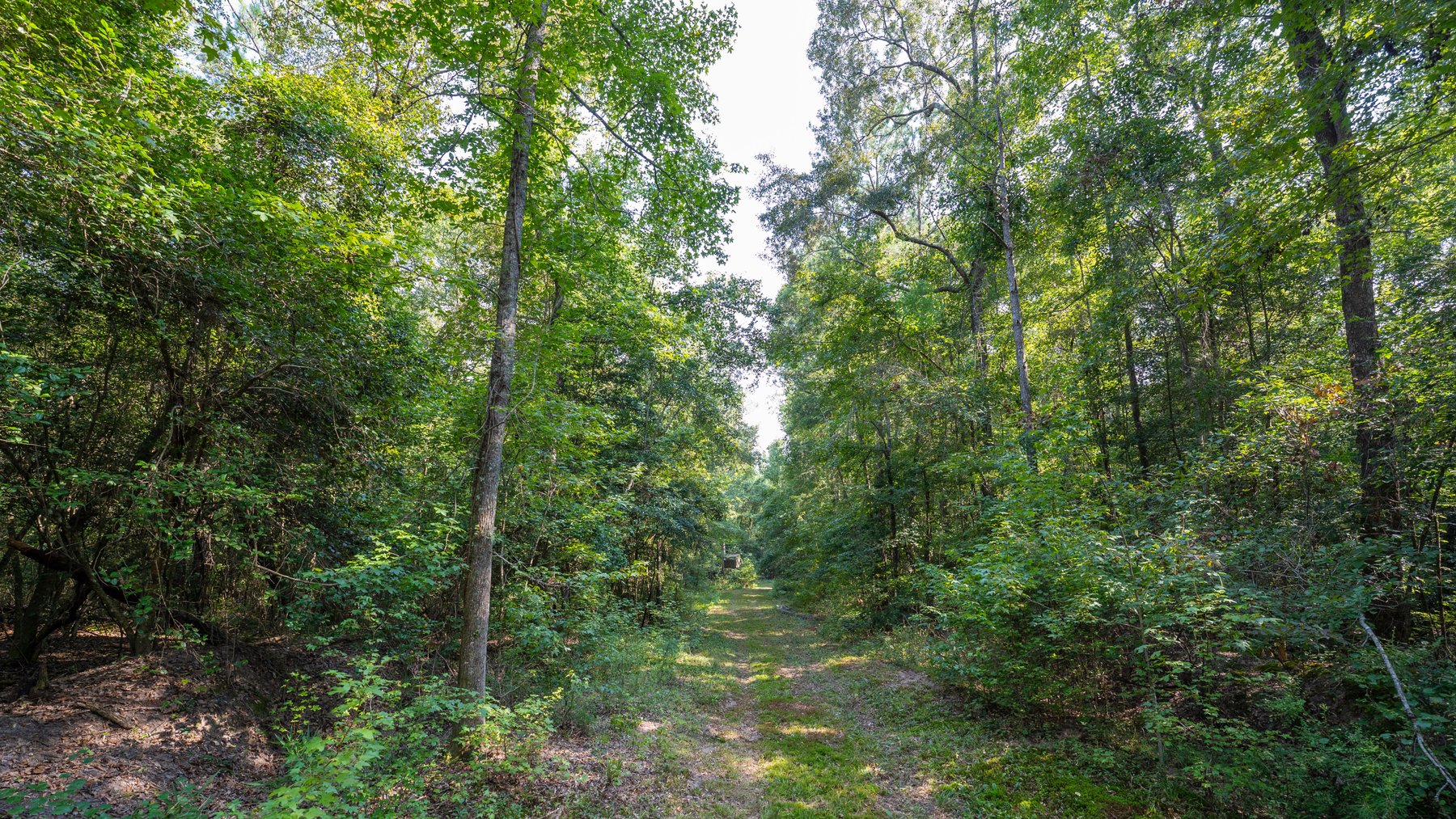Image for 276+/- Acres - Buck Creek Place - Macon County, GA