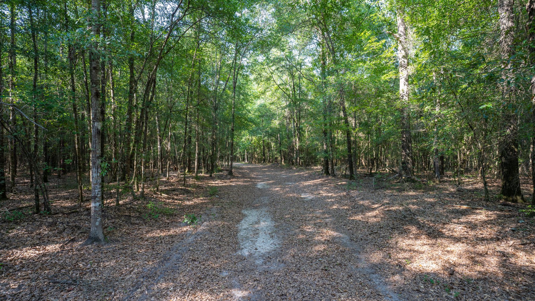 Image for 276+/- Acres - Buck Creek Place - Macon County, GA