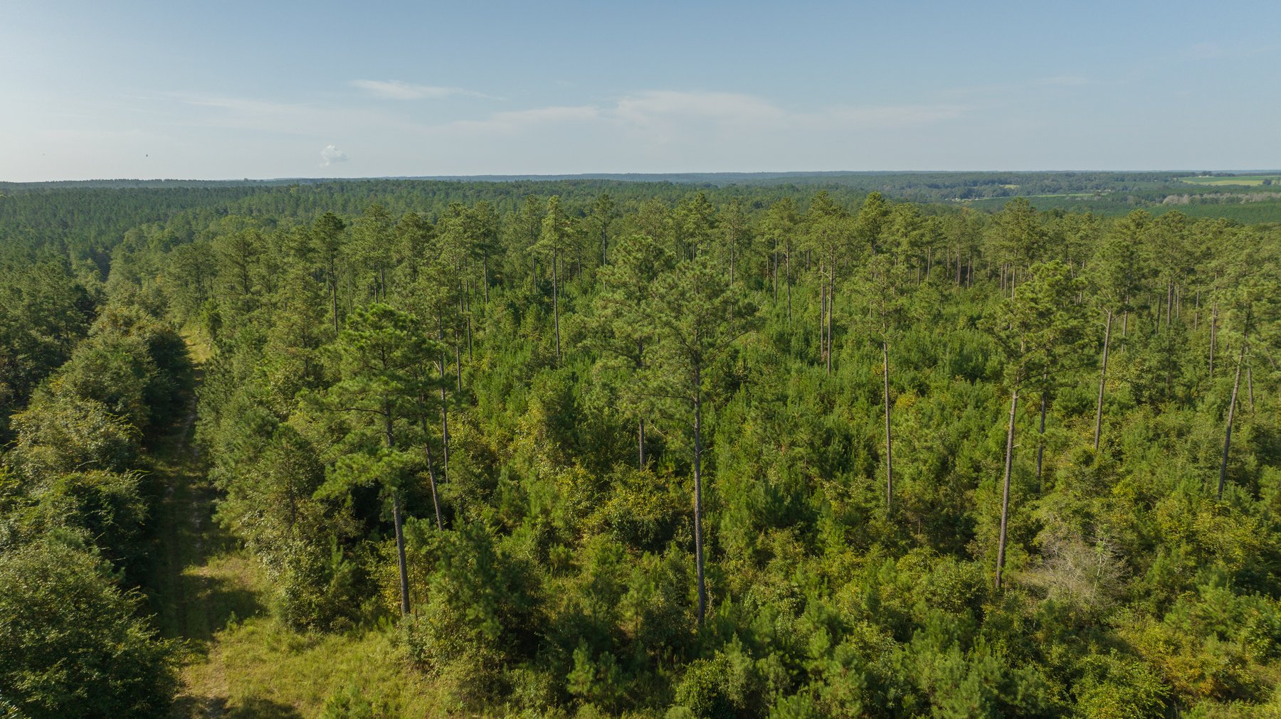 Image for 602+/- Acres - Hardwick Place - Henry County, AL