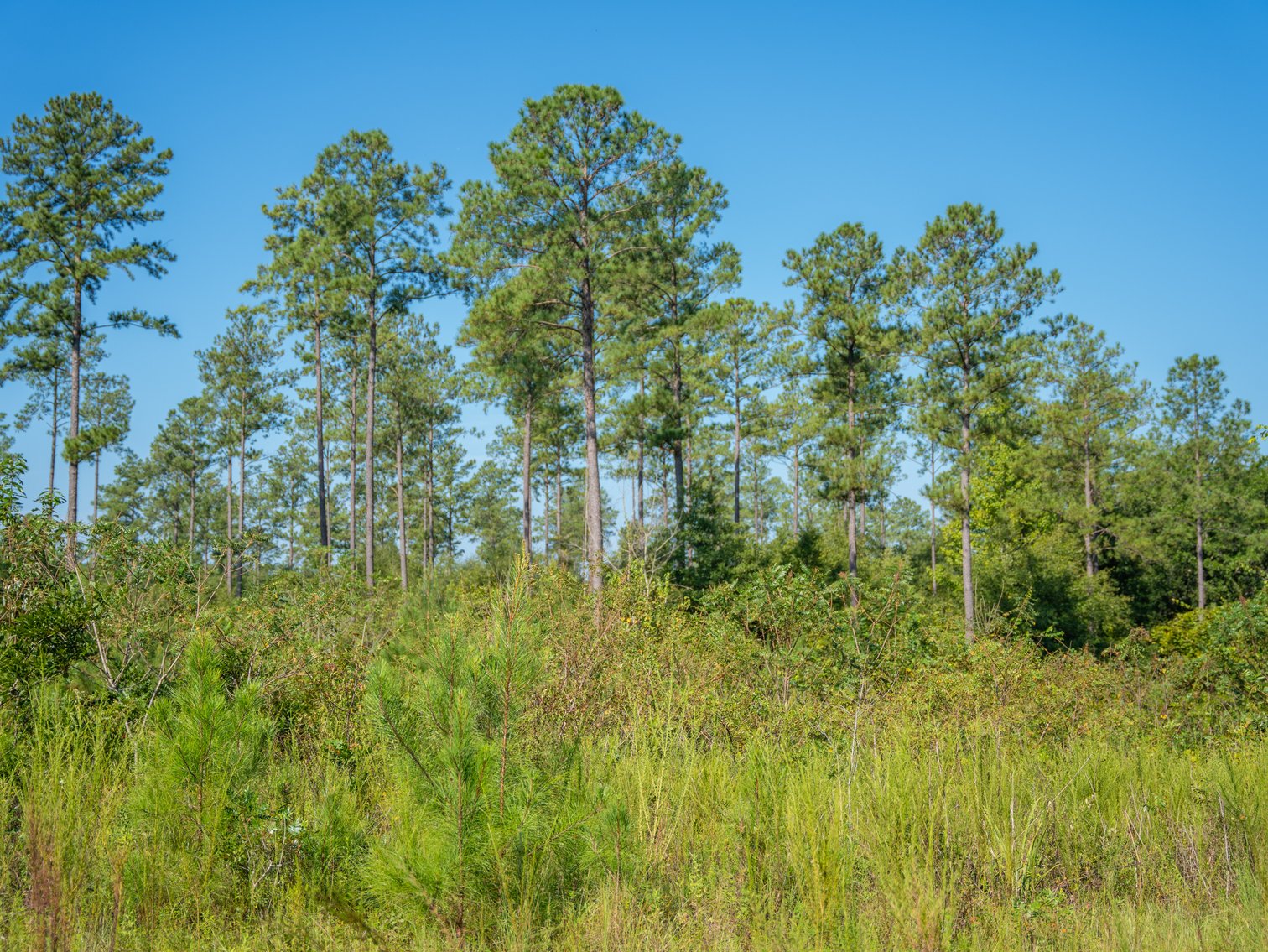 Image for 602+/- Acres - Hardwick Place - Henry County, AL