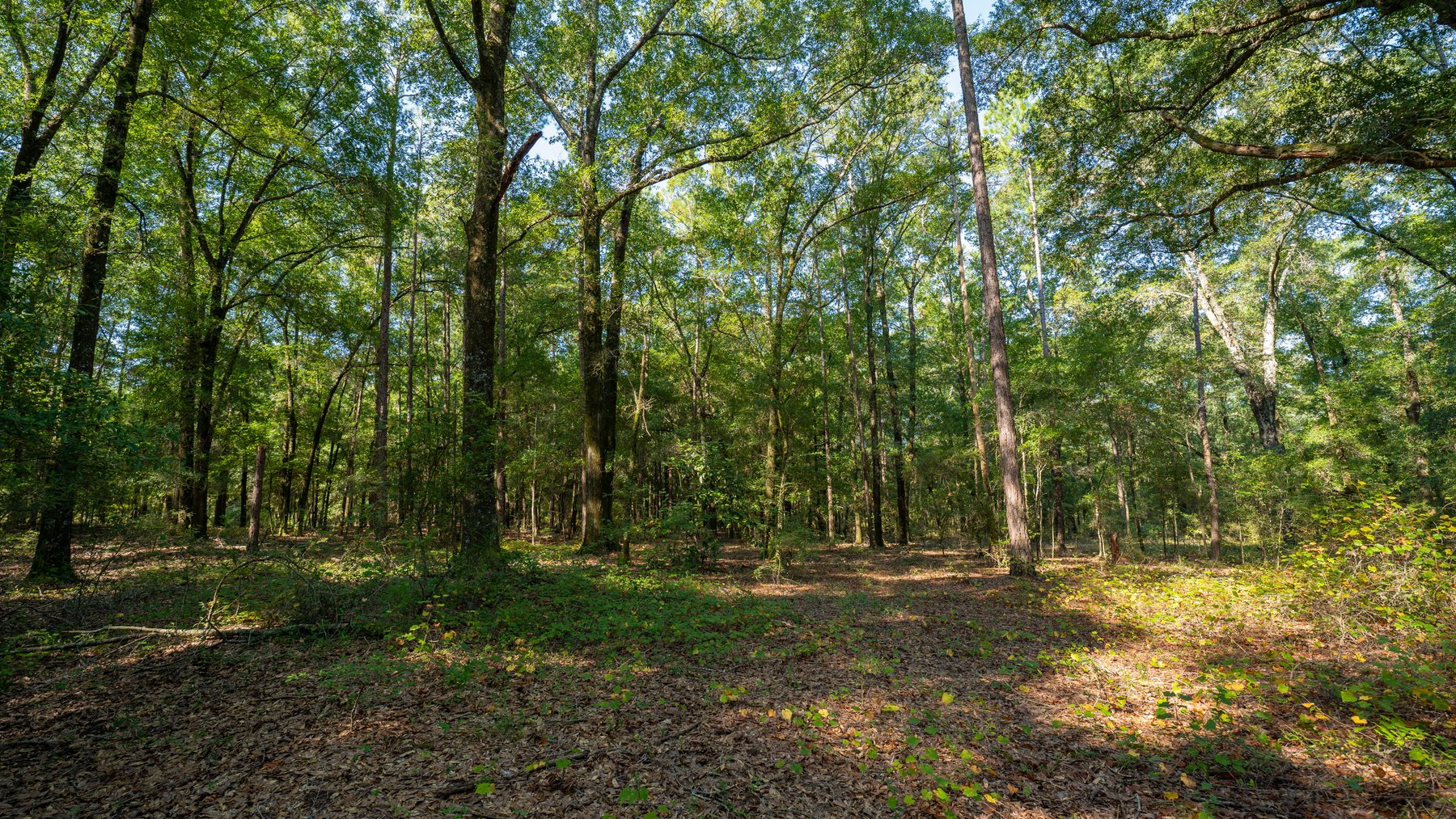 Image for 602+/- Acres - Hardwick Place - Henry County, AL