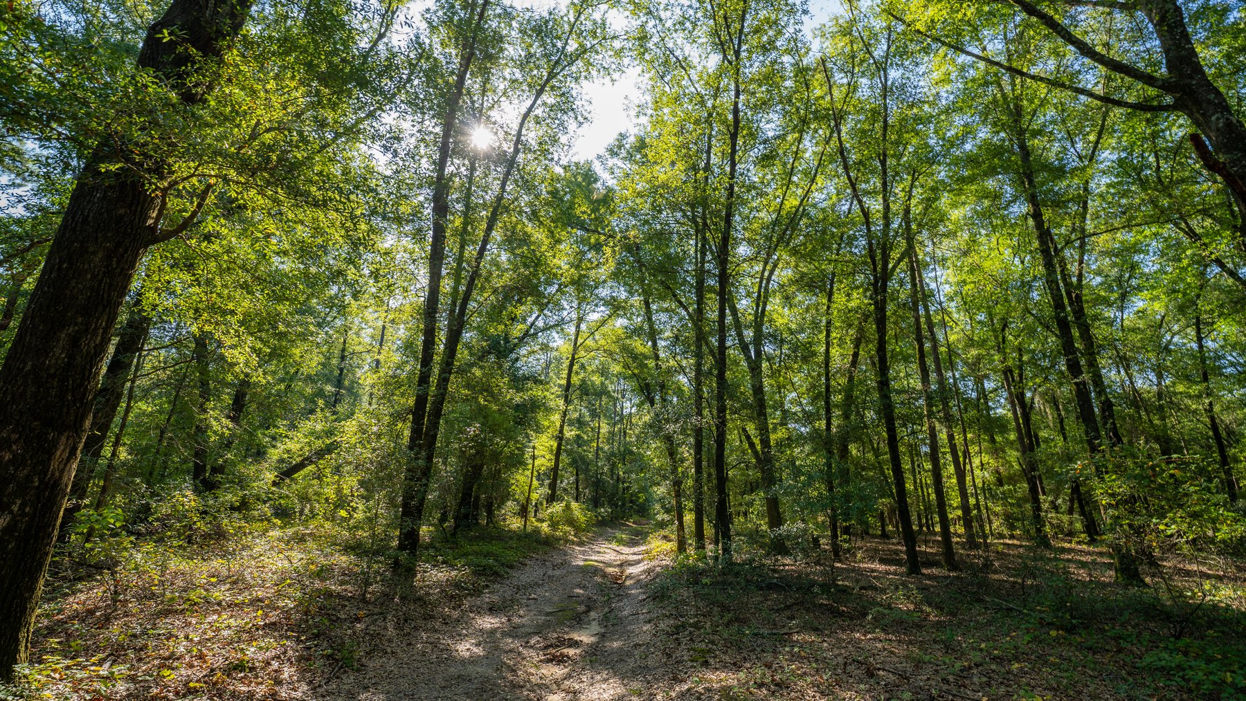 Image for 602+/- Acres - Hardwick Place - Henry County, AL