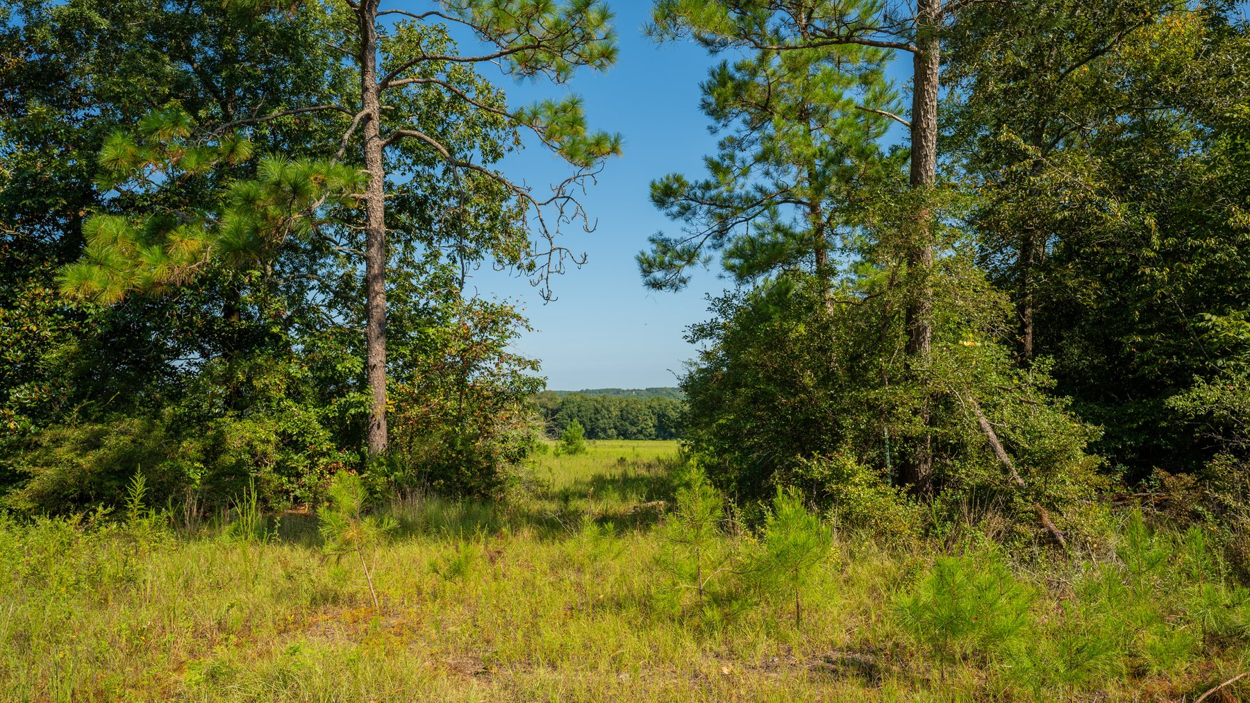Image for 602+/- Acres - Hardwick Place - Henry County, AL