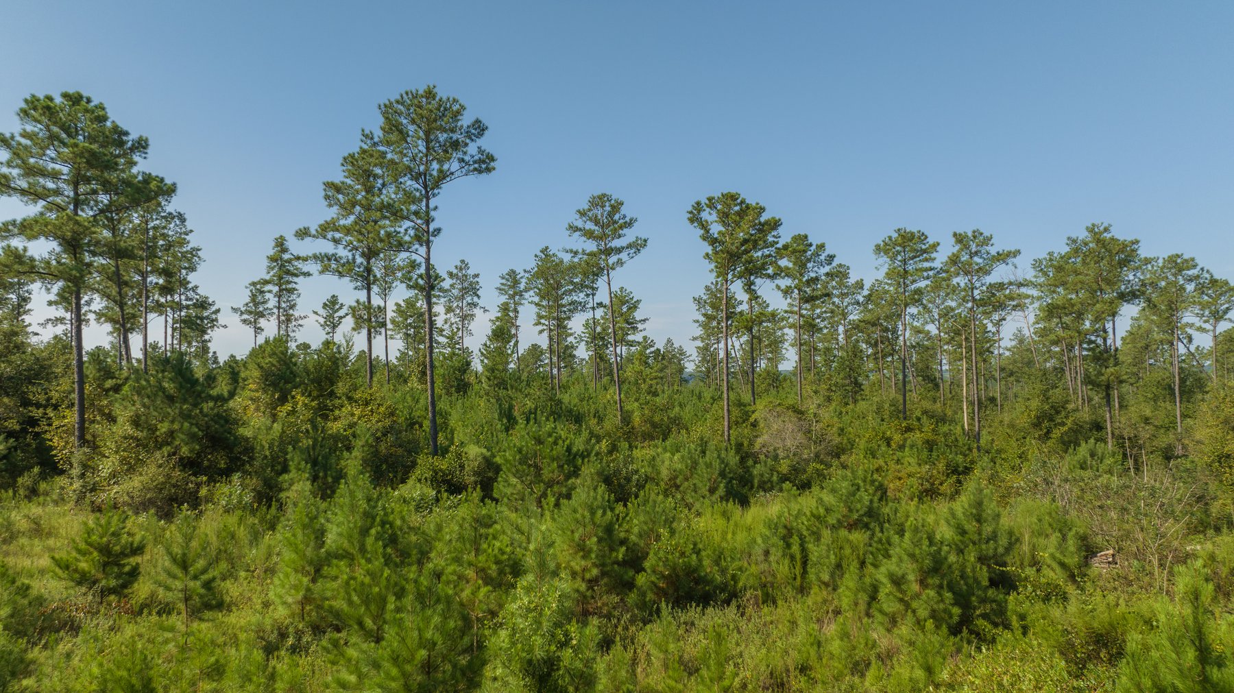 Image for 602+/- Acres - Hardwick Place - Henry County, AL