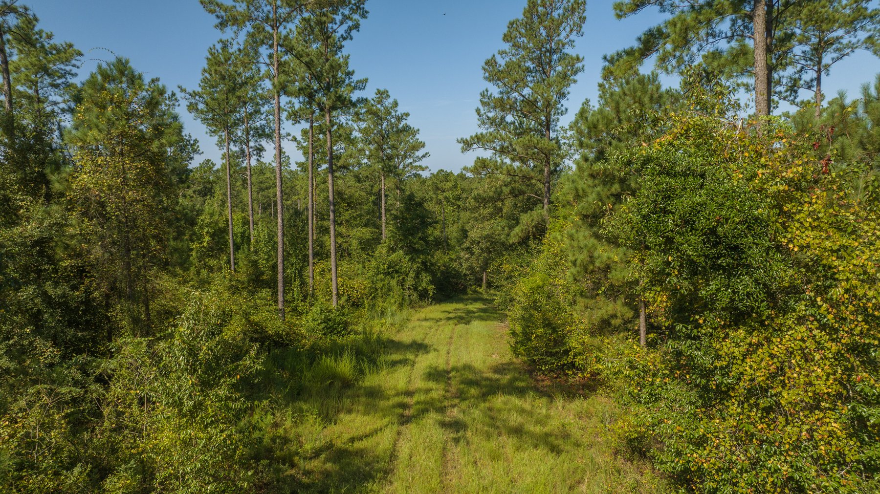 Image for 602+/- Acres - Hardwick Place - Henry County, AL