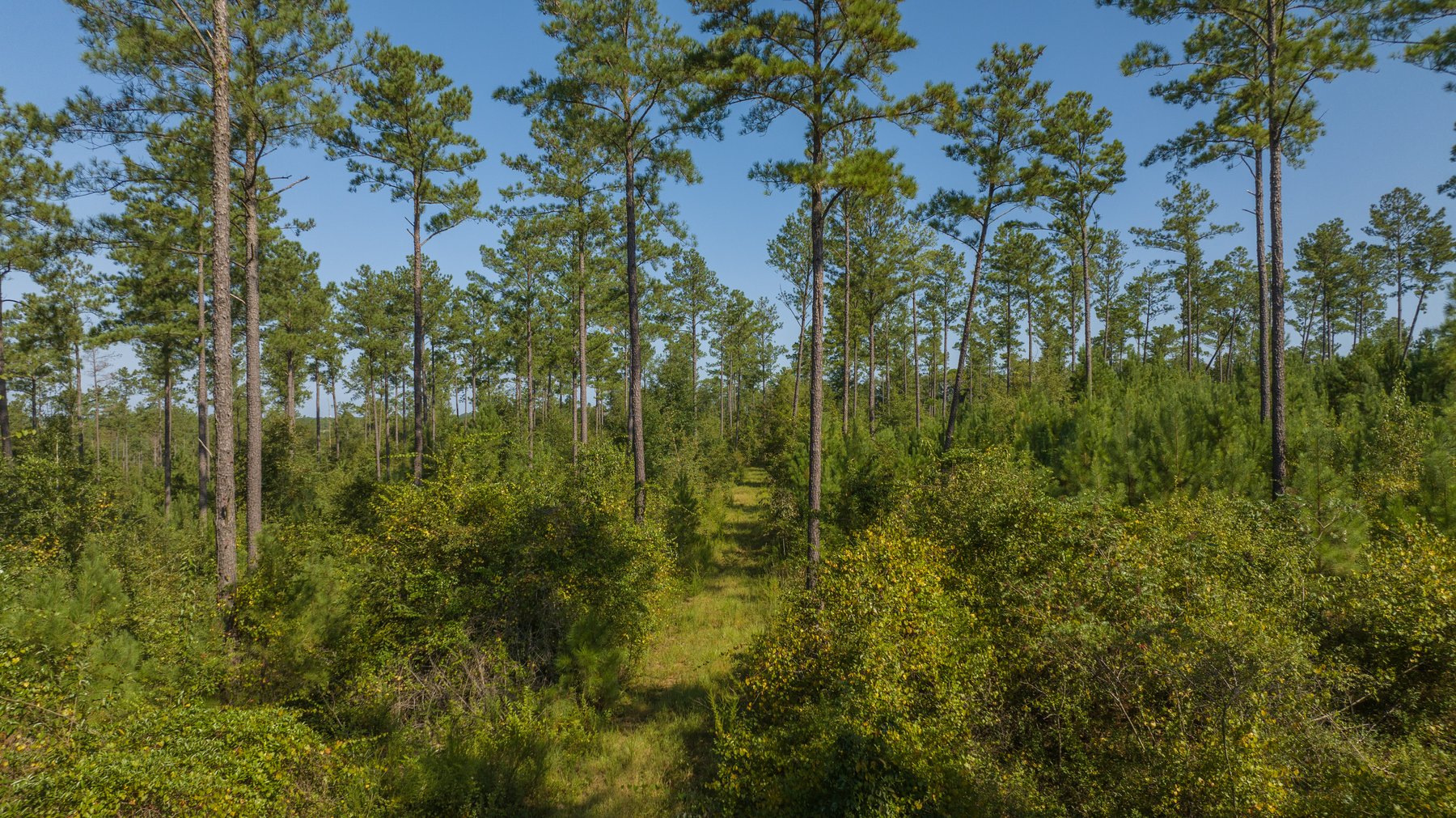 Image for 602+/- Acres - Hardwick Place - Henry County, AL