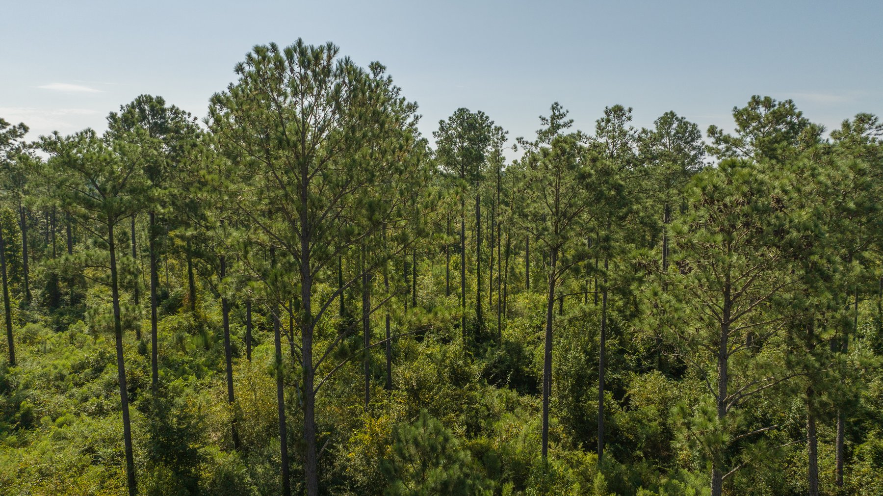 Image for 602+/- Acres - Hardwick Place - Henry County, AL