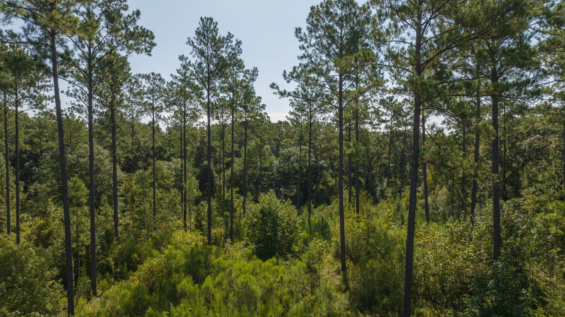 Image for 602+/- Acres - Hardwick Place - Henry County, AL