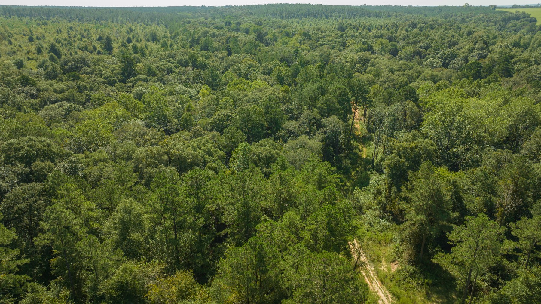 Image for 602+/- Acres - Hardwick Place - Henry County, AL