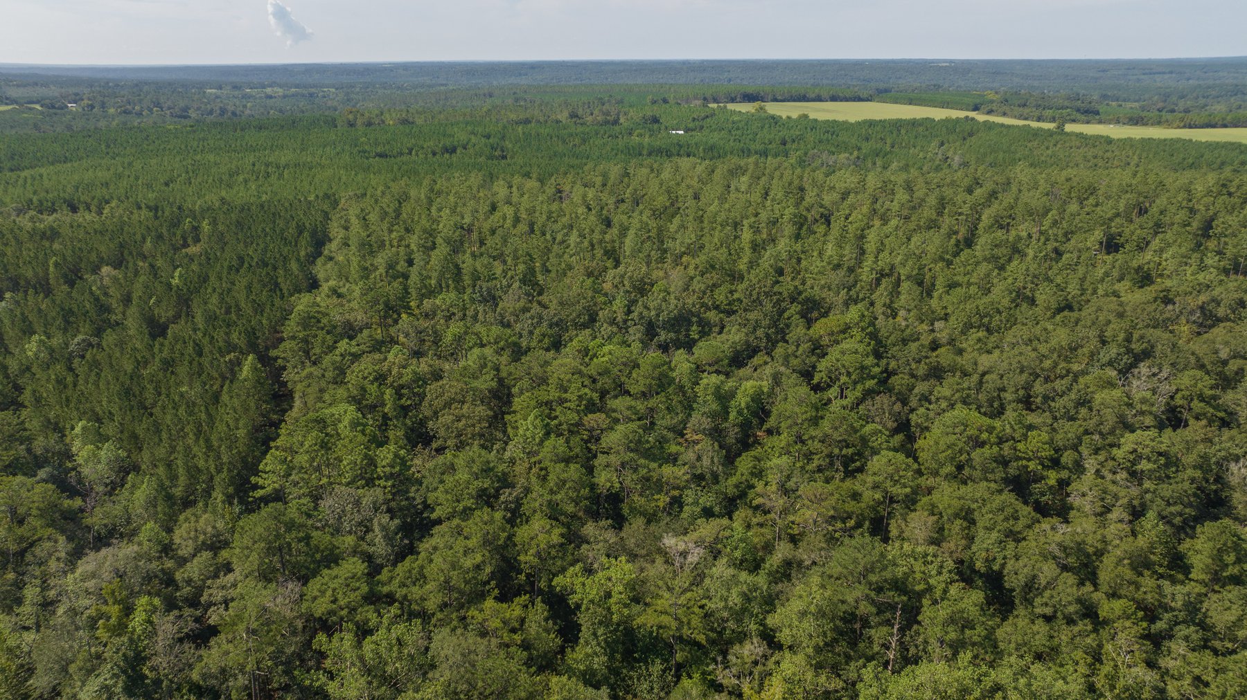 Image for 602+/- Acres - Hardwick Place - Henry County, AL