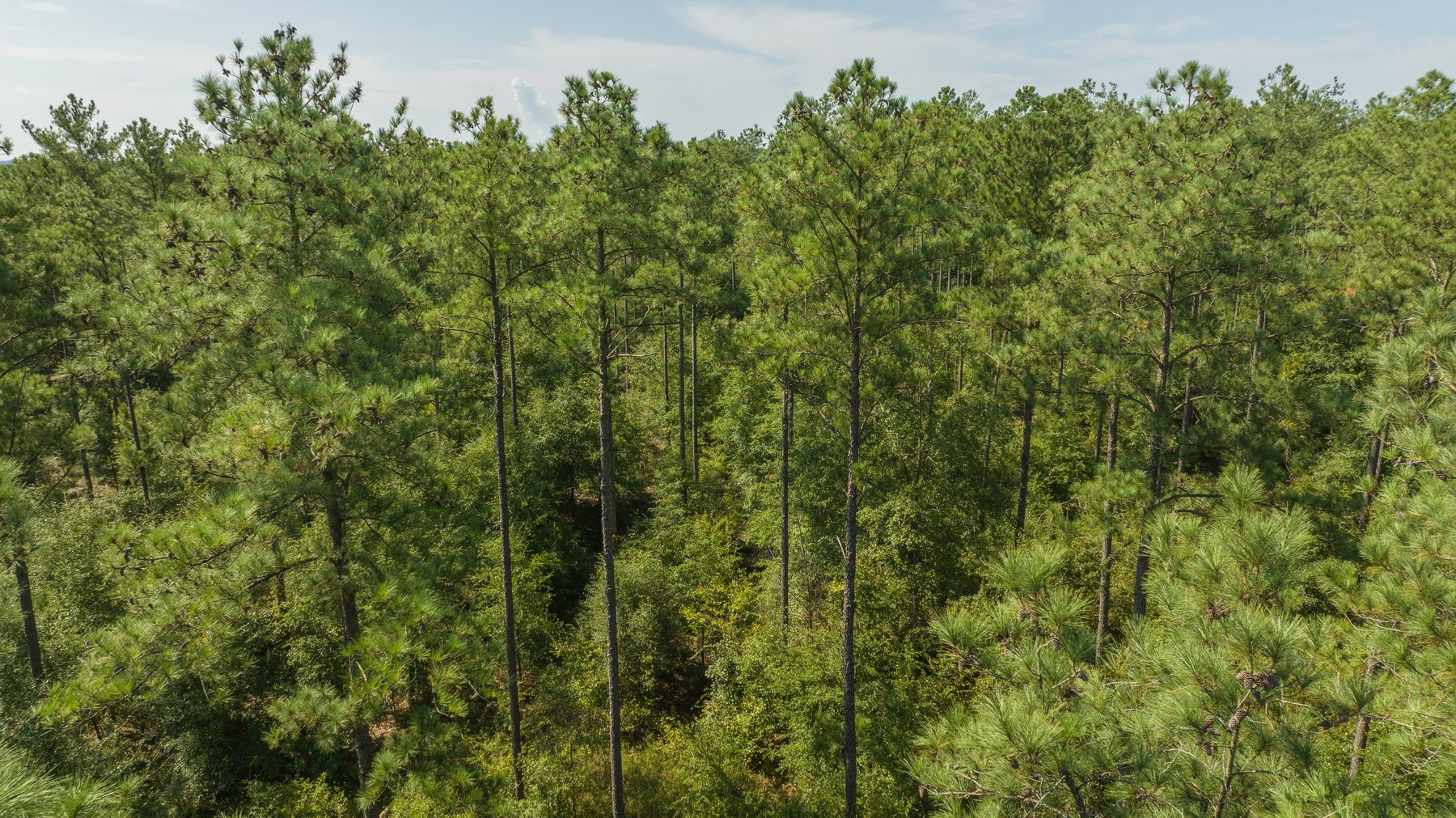 Image for 602+/- Acres - Hardwick Place - Henry County, AL