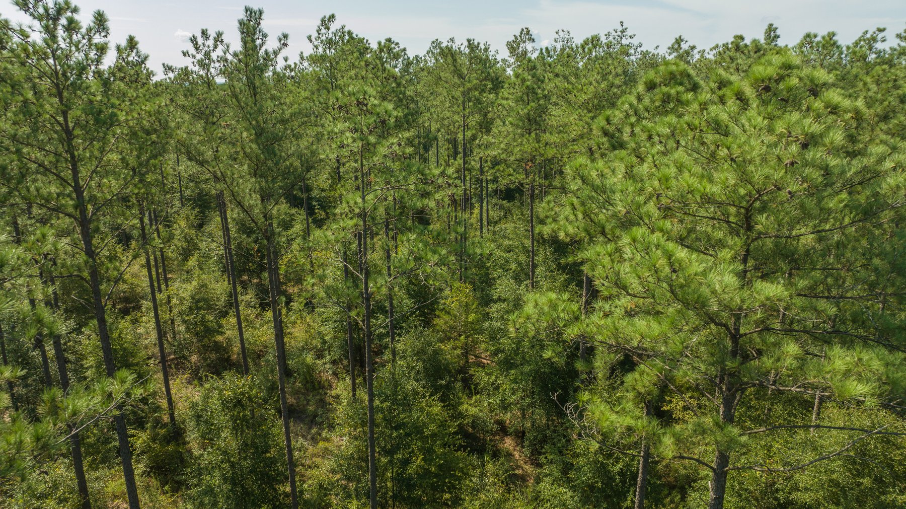 Image for 602+/- Acres - Hardwick Place - Henry County, AL