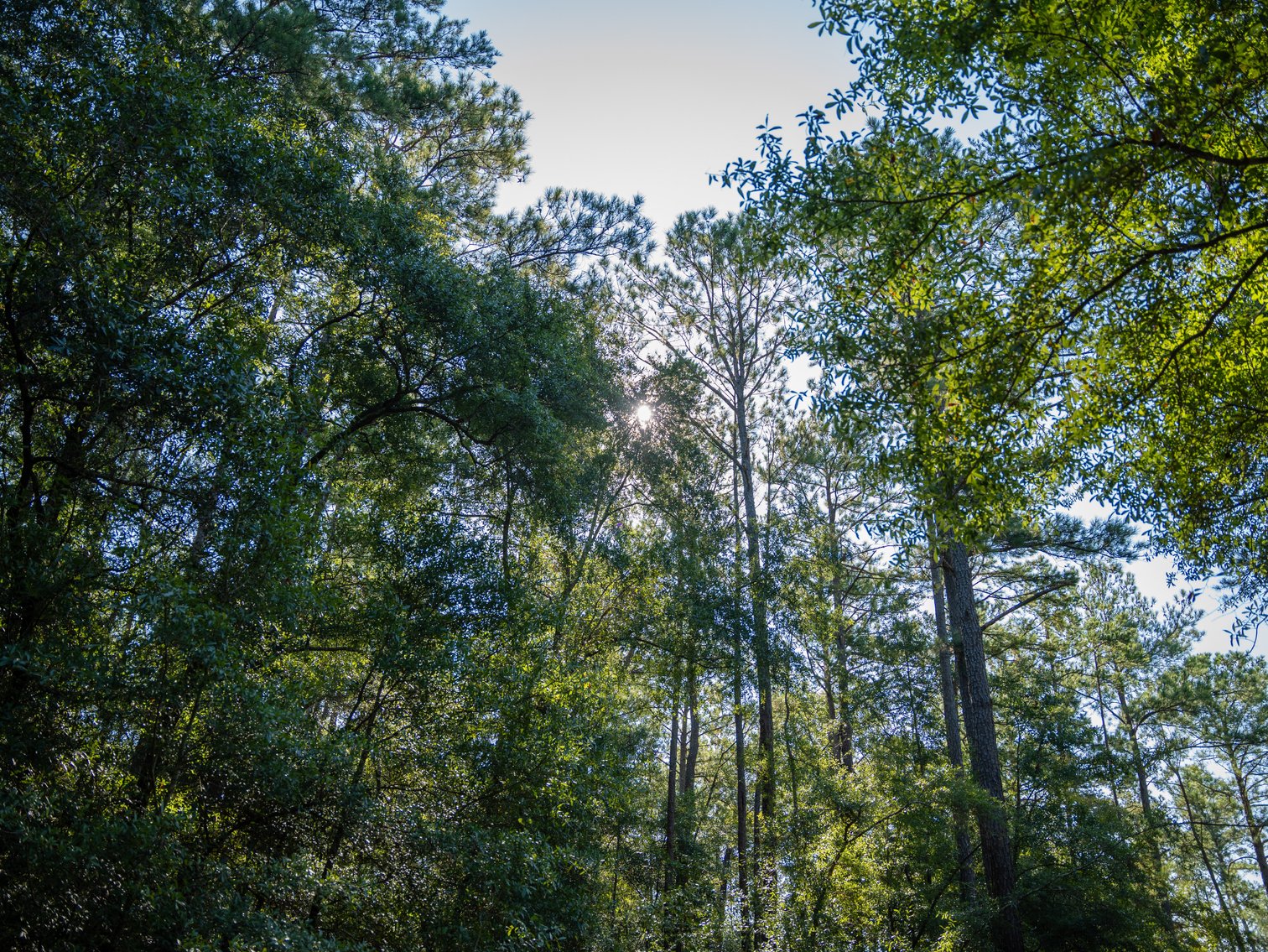 Image for 602+/- Acres - Hardwick Place - Henry County, AL