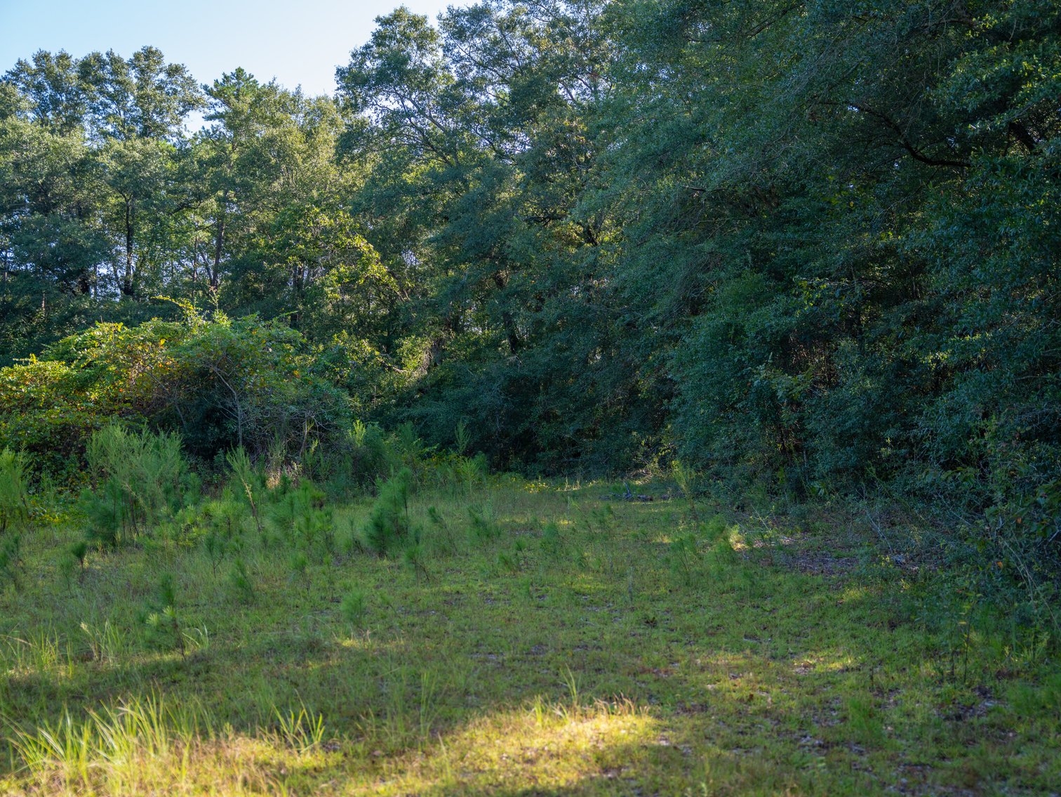 Image for 602+/- Acres - Hardwick Place - Henry County, AL